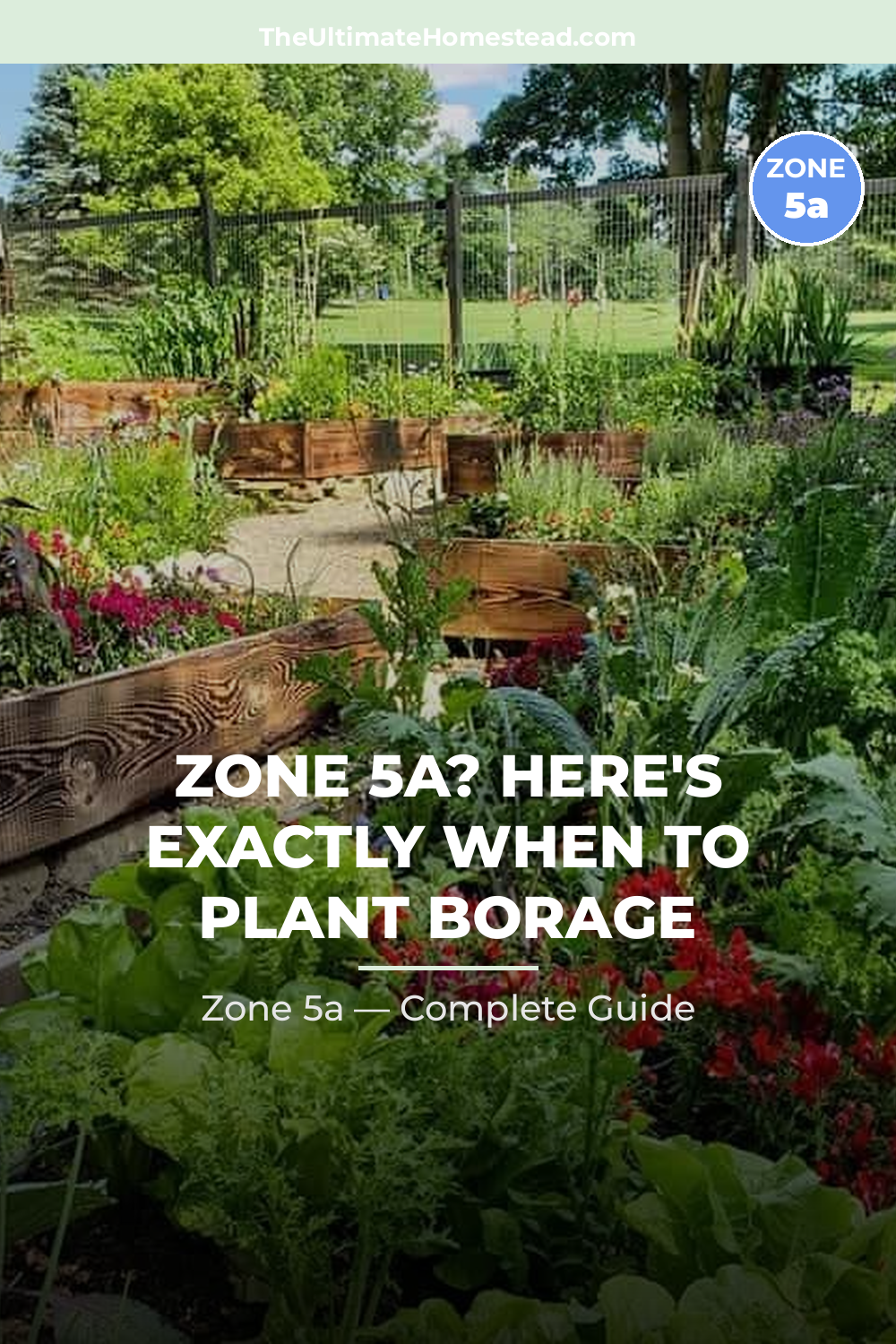 When to Plant Borage in Zone 5a