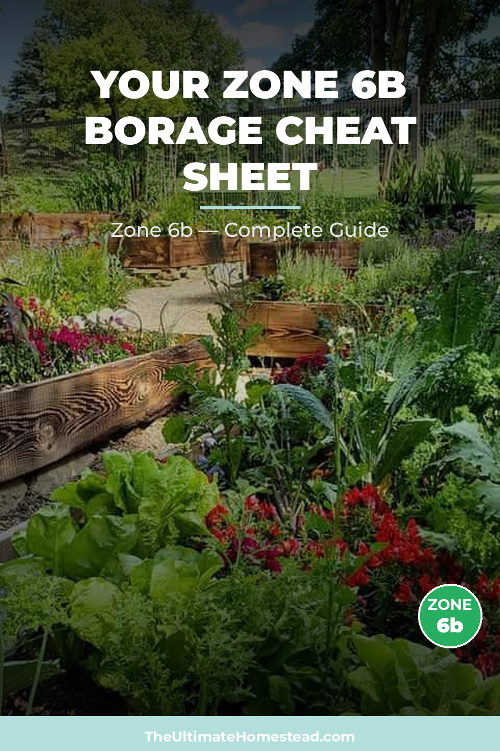When to Plant Borage in Zone 6b