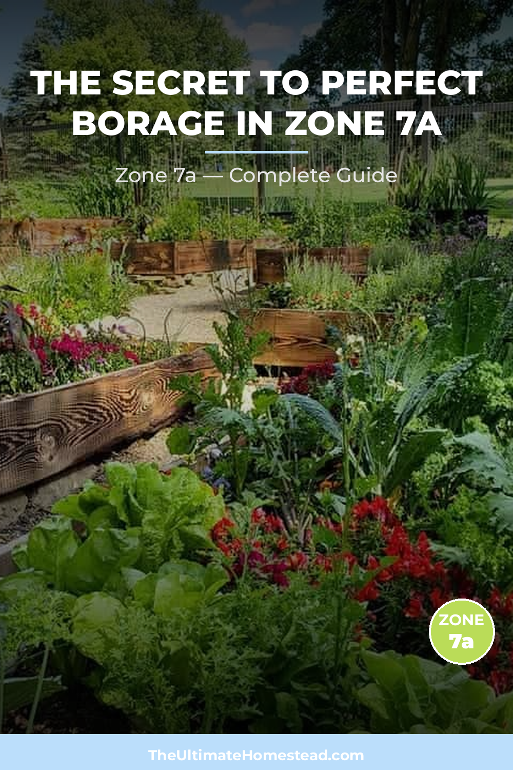 When to Plant Borage in Zone 7a