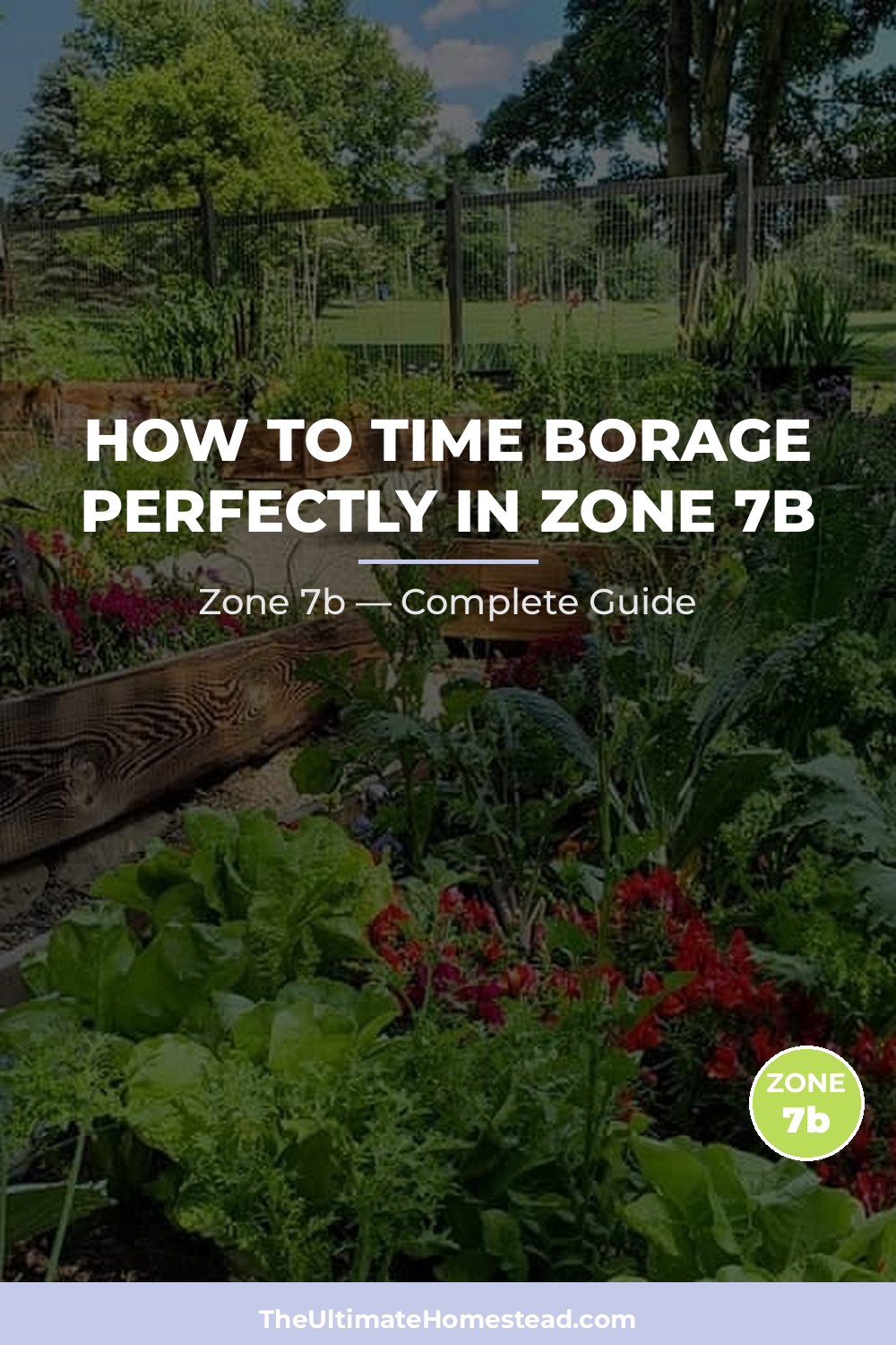 When to Plant Borage in Zone 7b