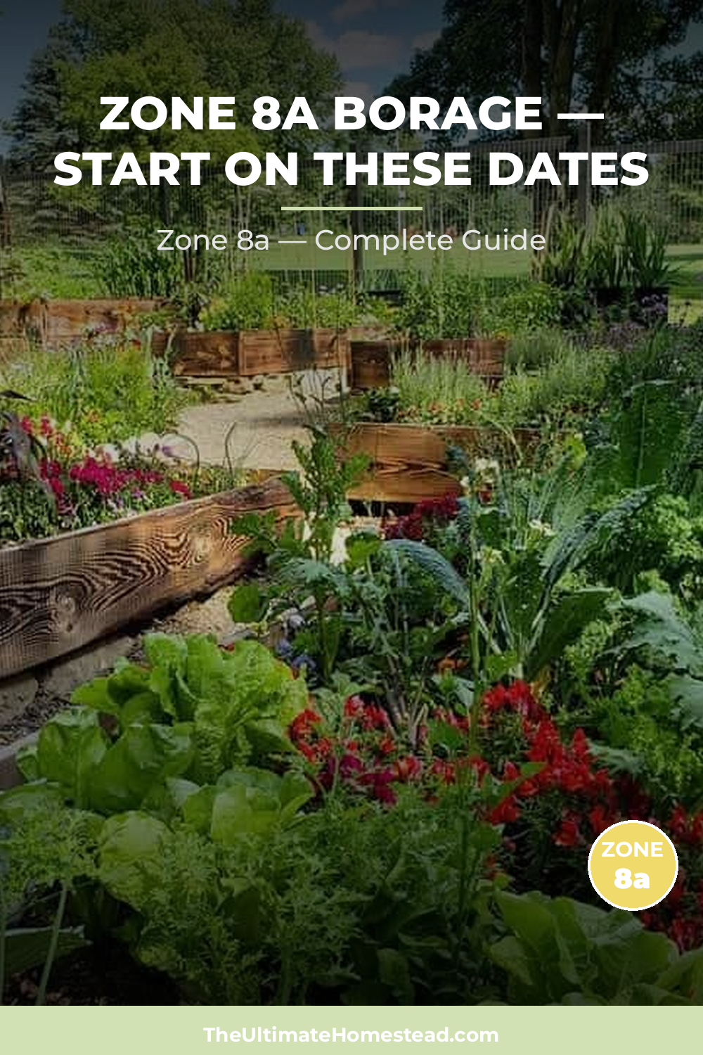 When to Plant Borage in Zone 8a