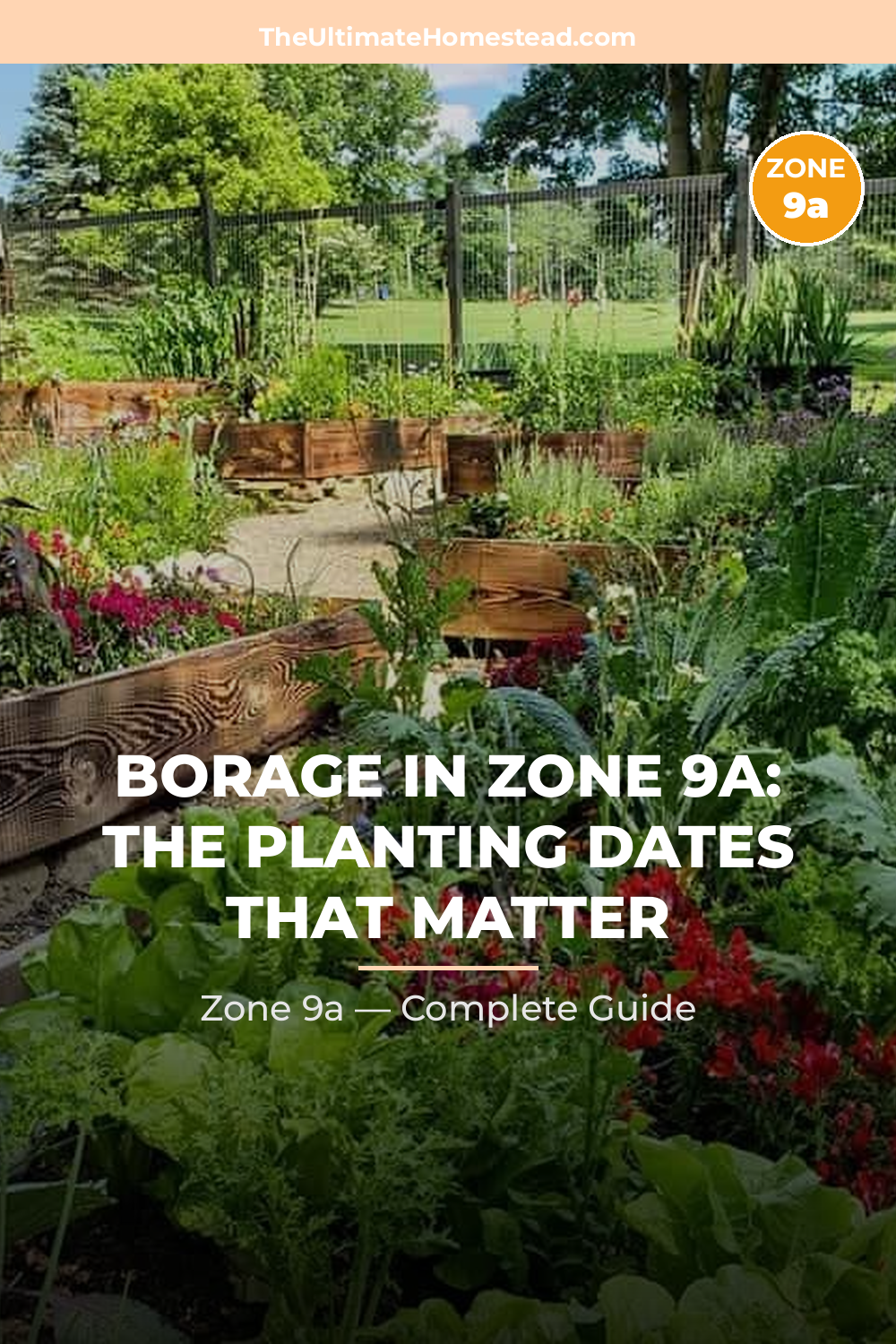 When to Plant Borage in Zone 9a