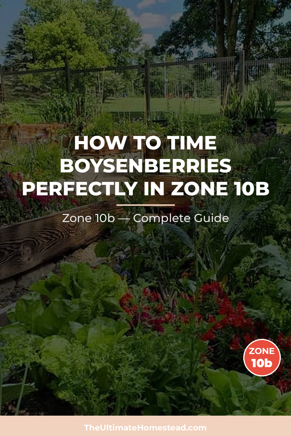 When to Plant Boysenberries in Zone 10b