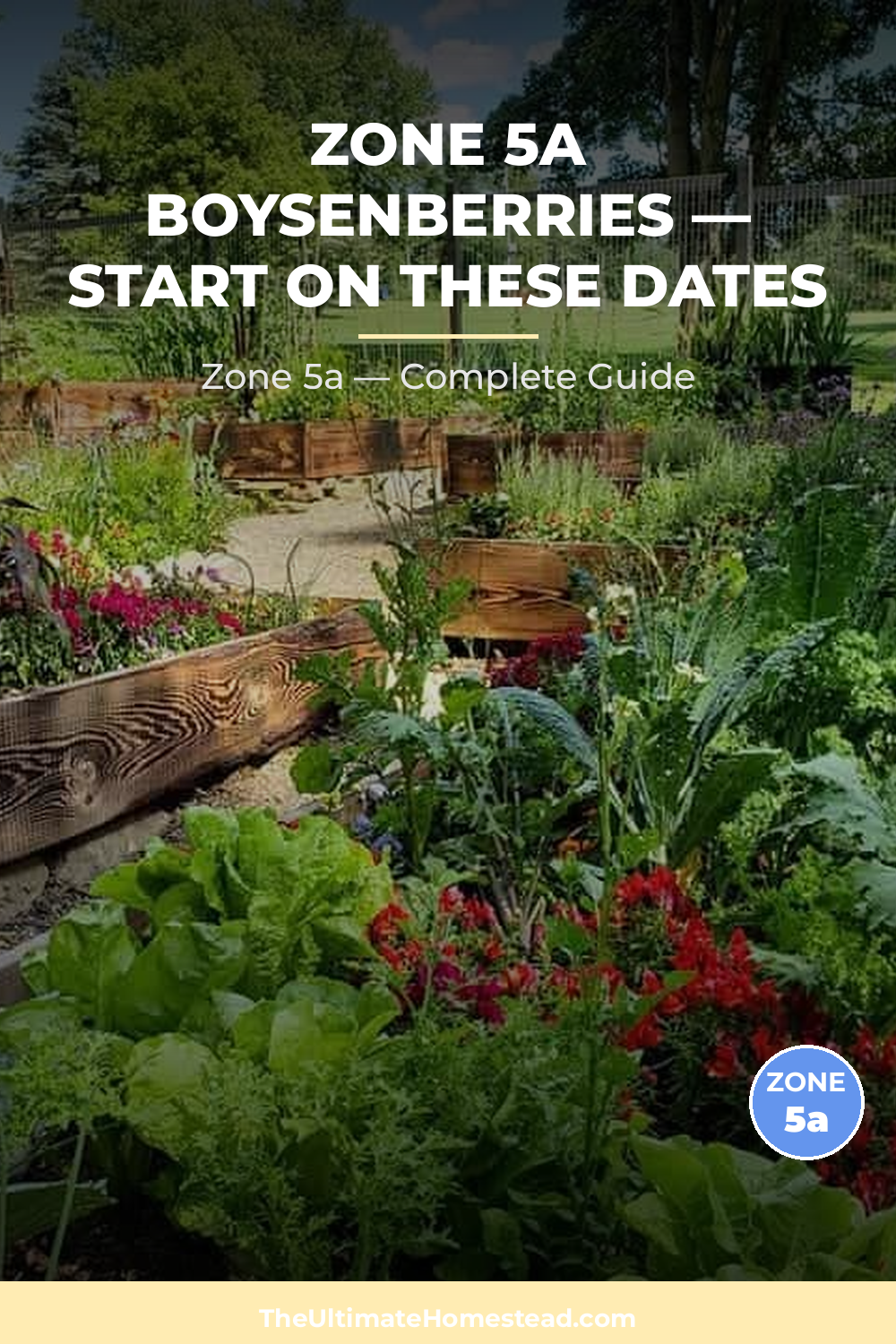 When to Plant Boysenberries in Zone 5a