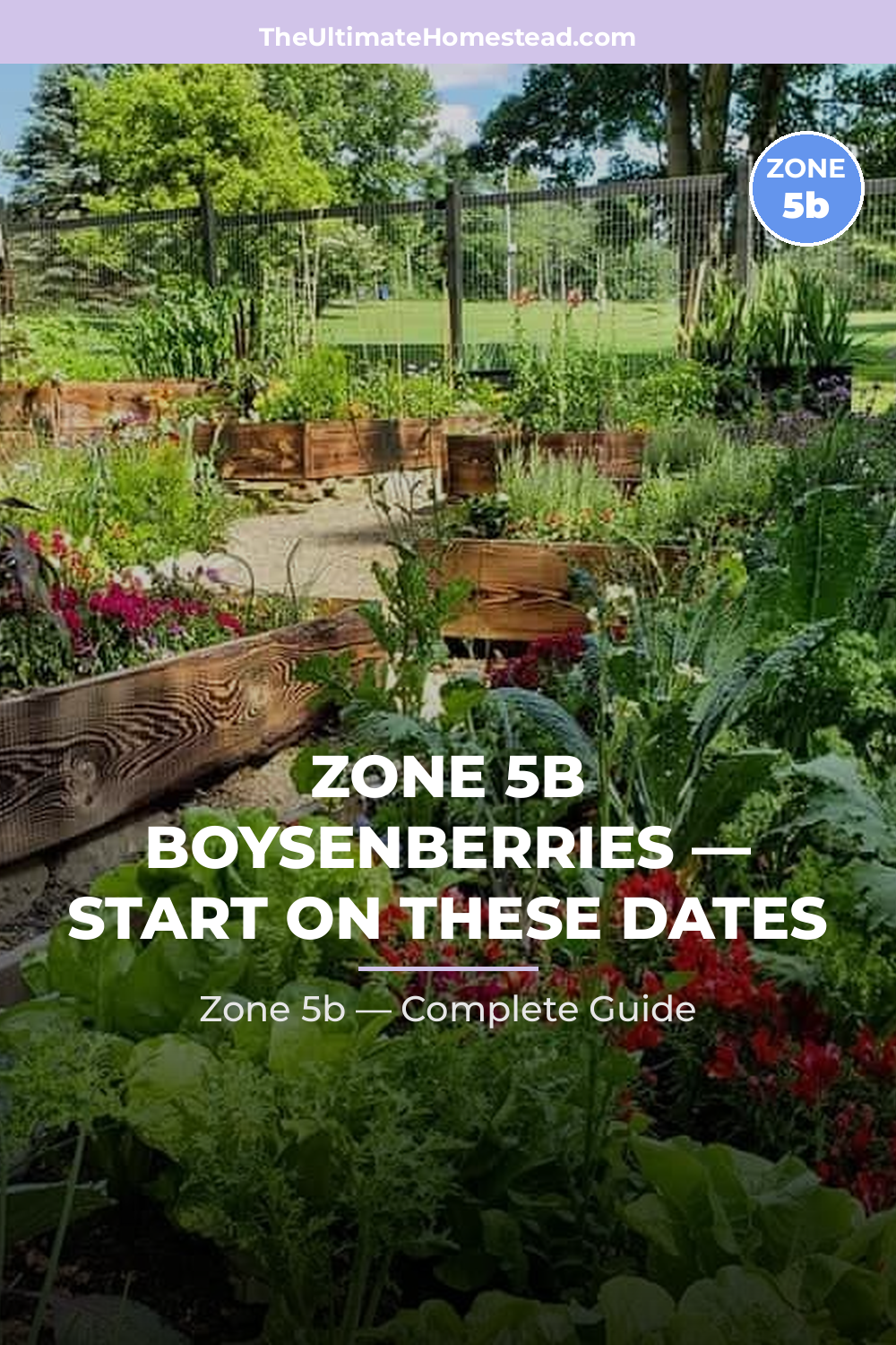 When to Plant Boysenberries in Zone 5b