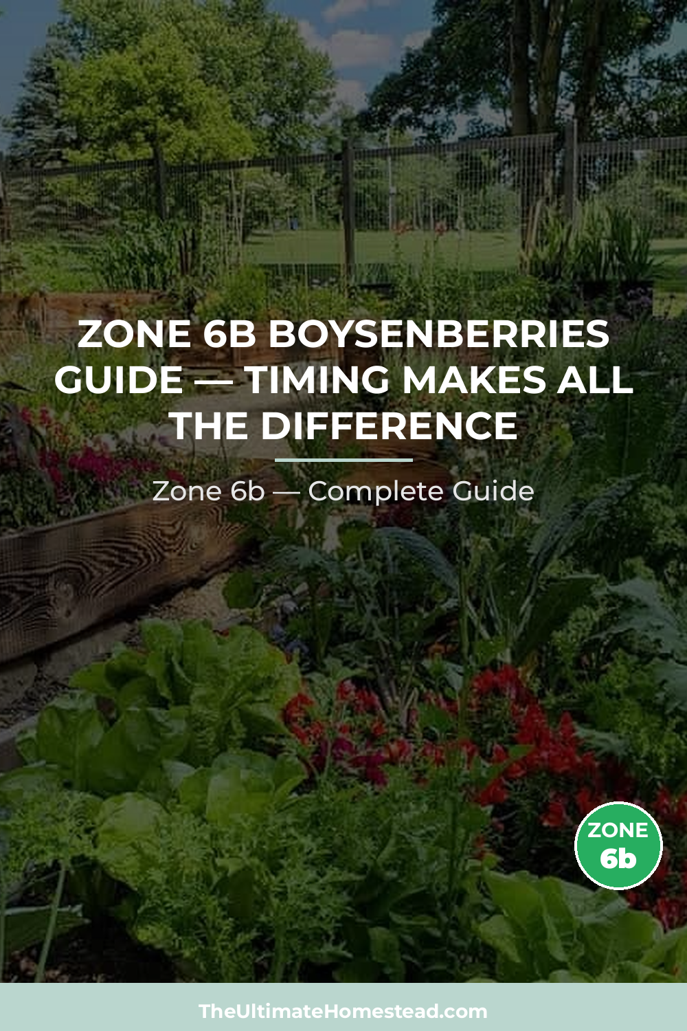 When to Plant Boysenberries in Zone 6b