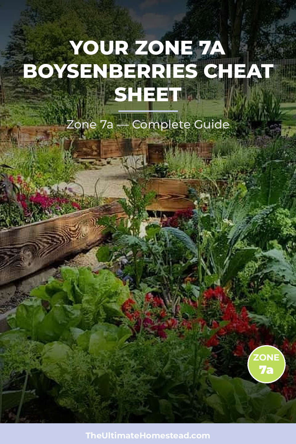 When to Plant Boysenberries in Zone 7a