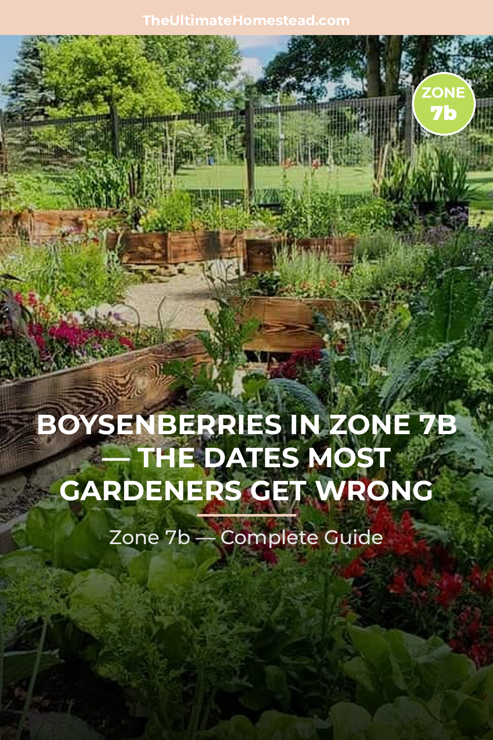 When to Plant Boysenberries in Zone 7b