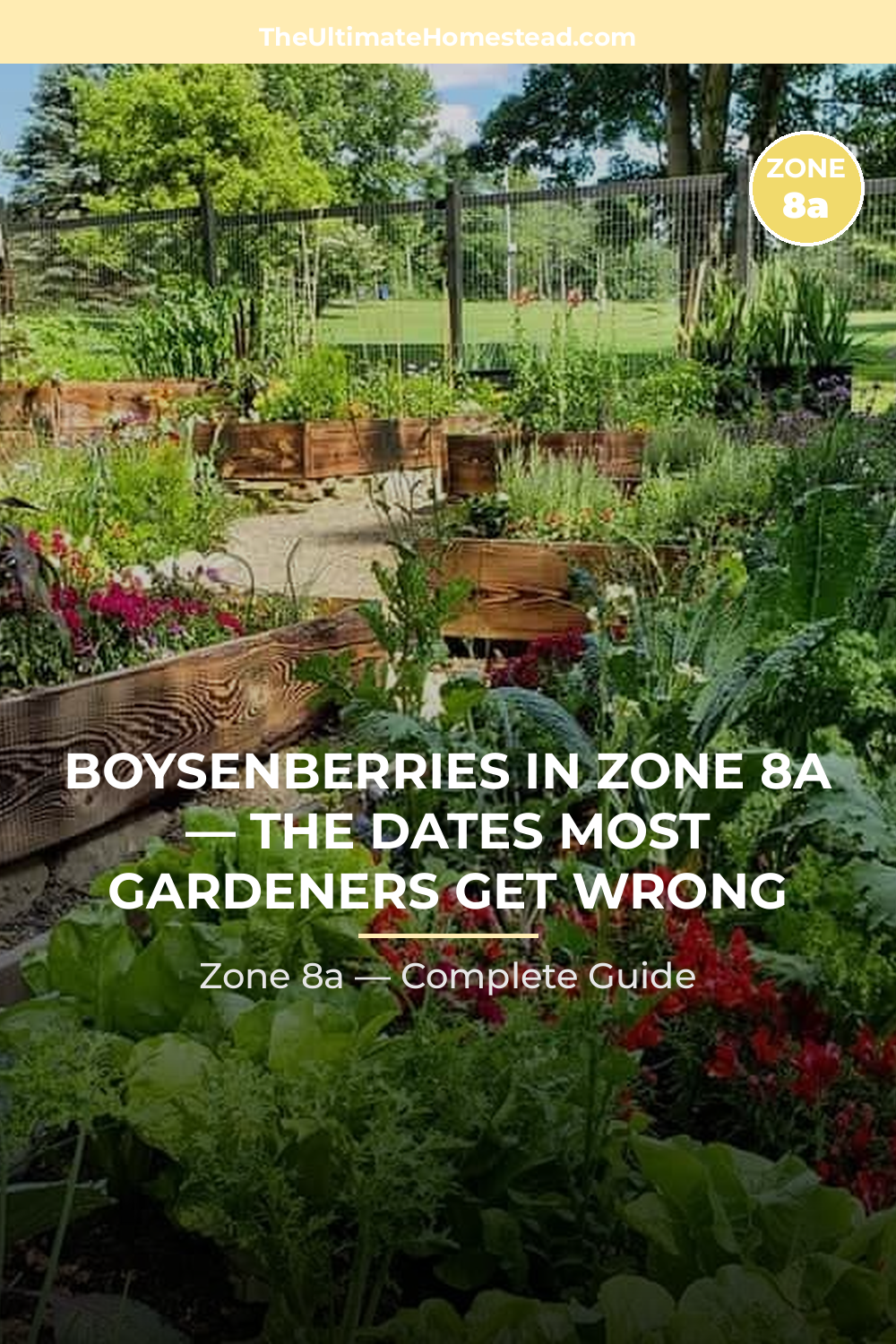 When to Plant Boysenberries in Zone 8a