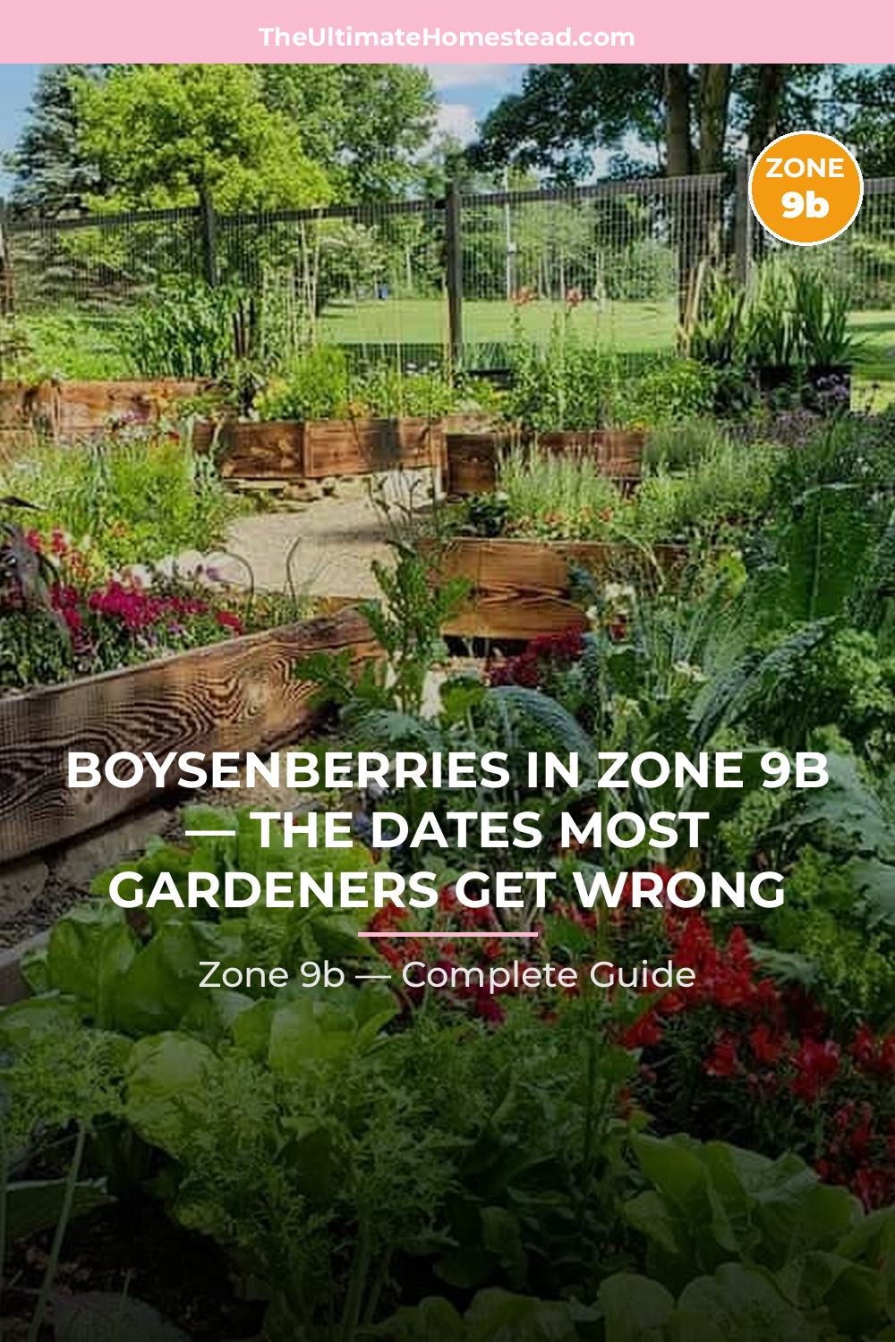 When to Plant Boysenberries in Zone 9b