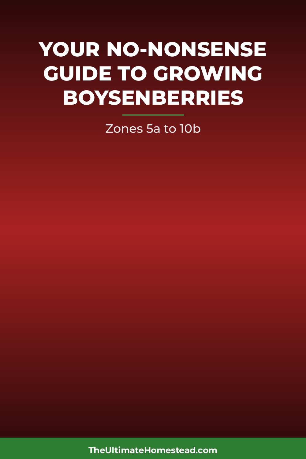 Boysenberries Planting Guide