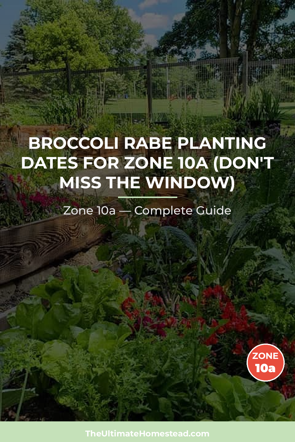 When to Plant Broccoli Rabe in Zone 10a