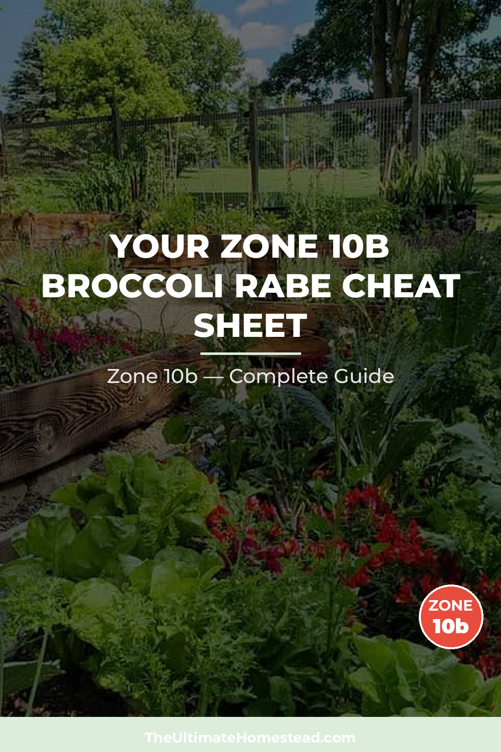 When to Plant Broccoli Rabe in Zone 10b