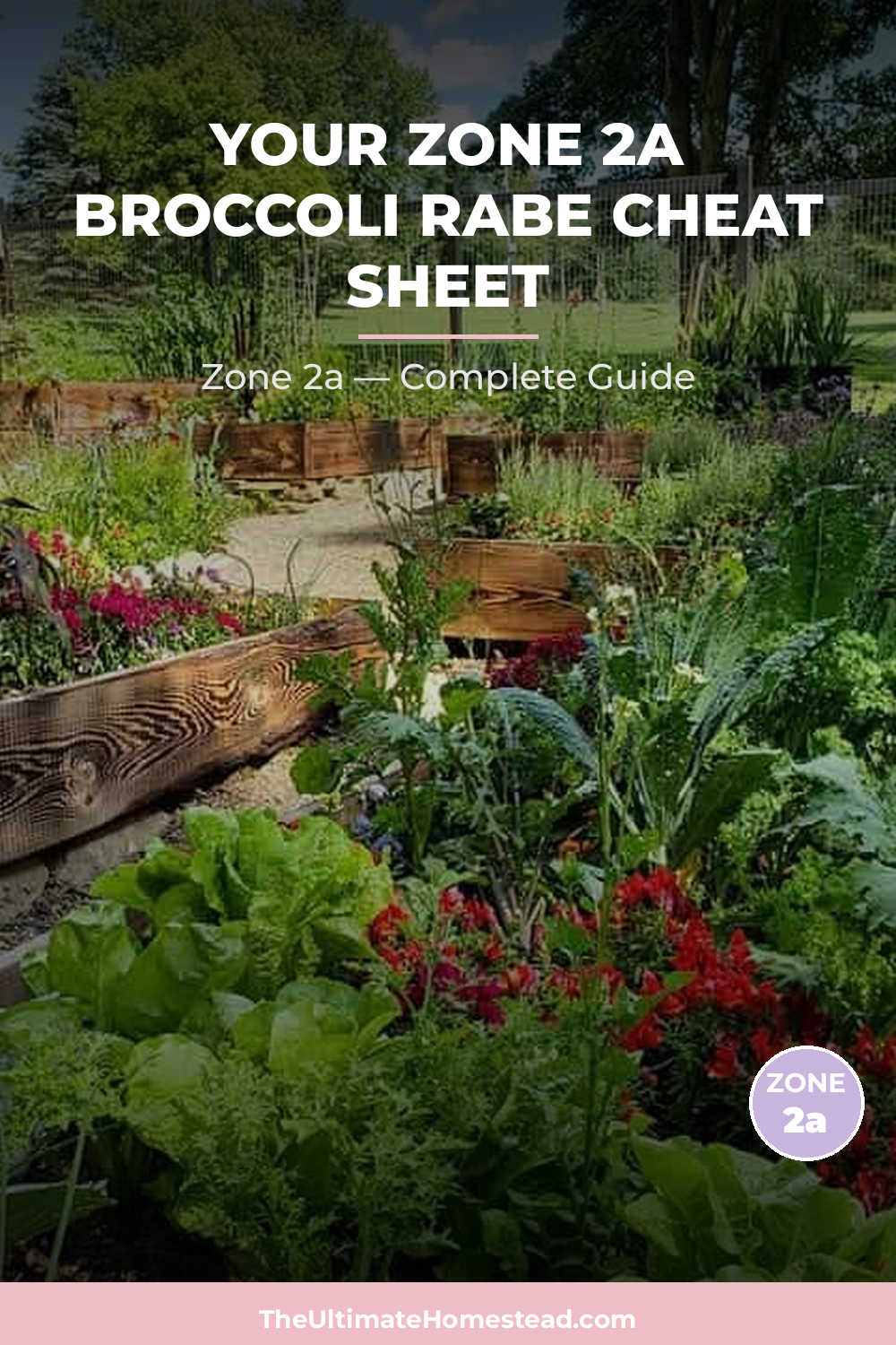 When to Plant Broccoli Rabe in Zone 2a