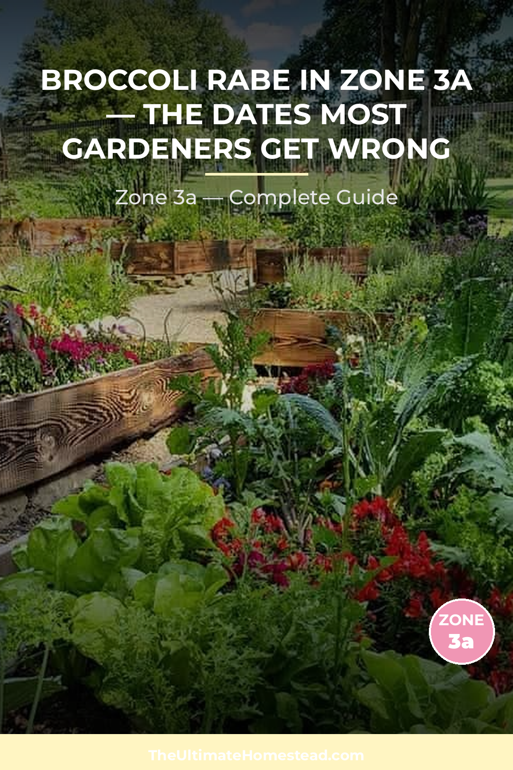 When to Plant Broccoli Rabe in Zone 3a