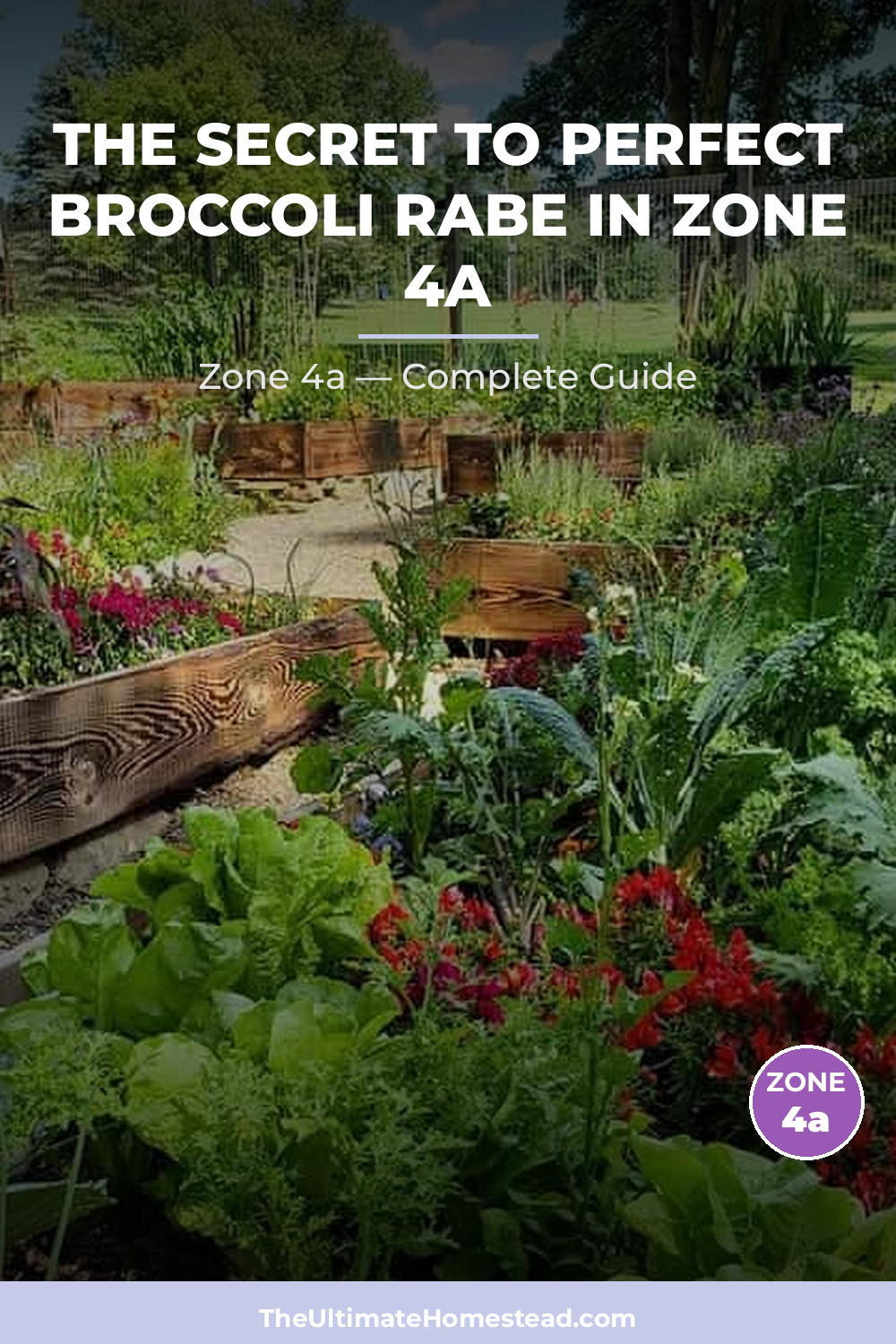 When to Plant Broccoli Rabe in Zone 4a