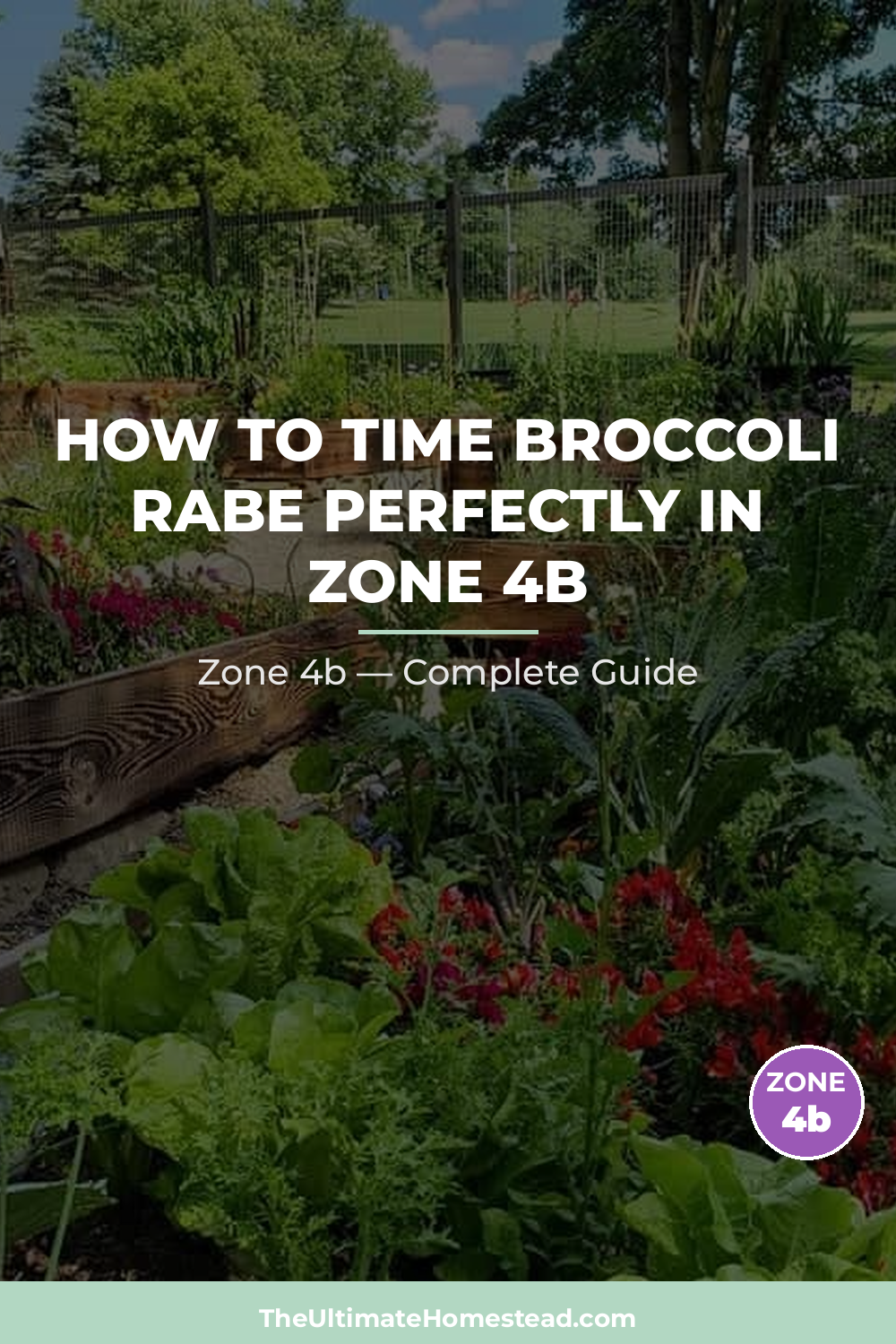 When to Plant Broccoli Rabe in Zone 4b