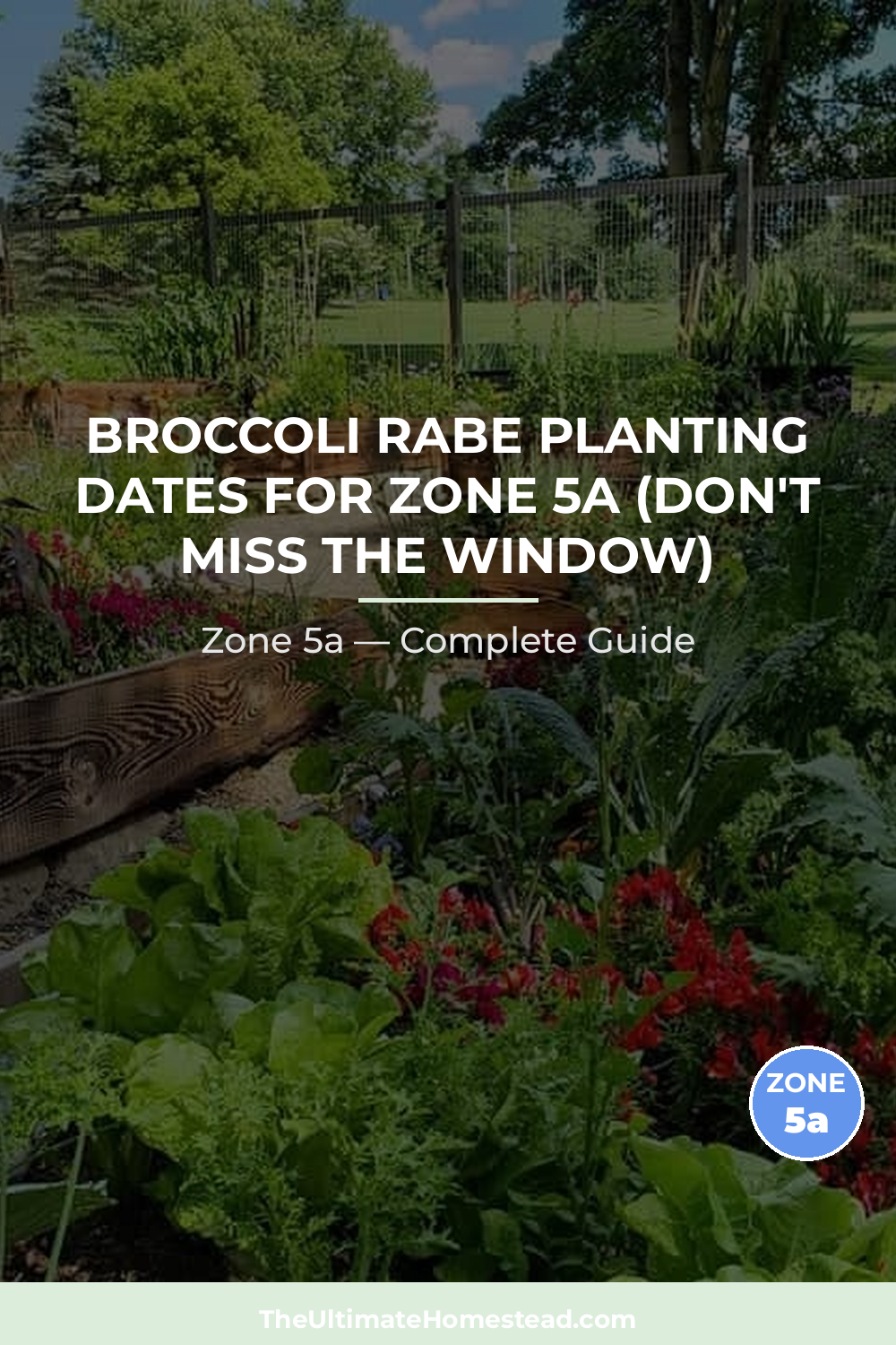 When to Plant Broccoli Rabe in Zone 5a