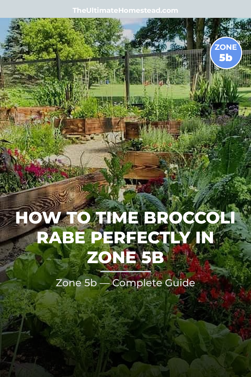 When to Plant Broccoli Rabe in Zone 5b