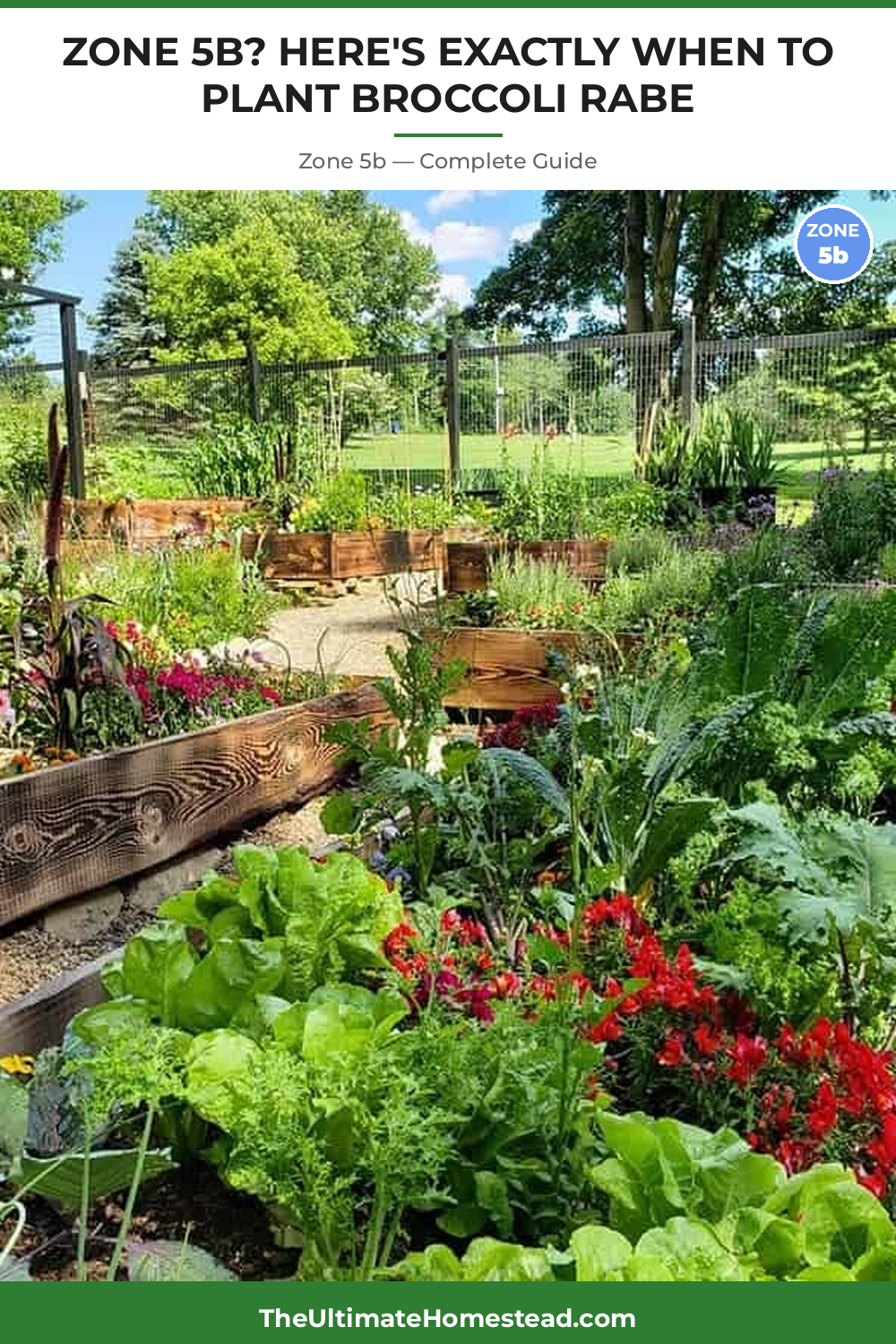 When to Plant Broccoli Rabe in Zone 5b