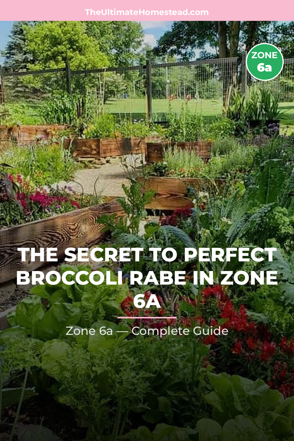 When to Plant Broccoli Rabe in Zone 6a