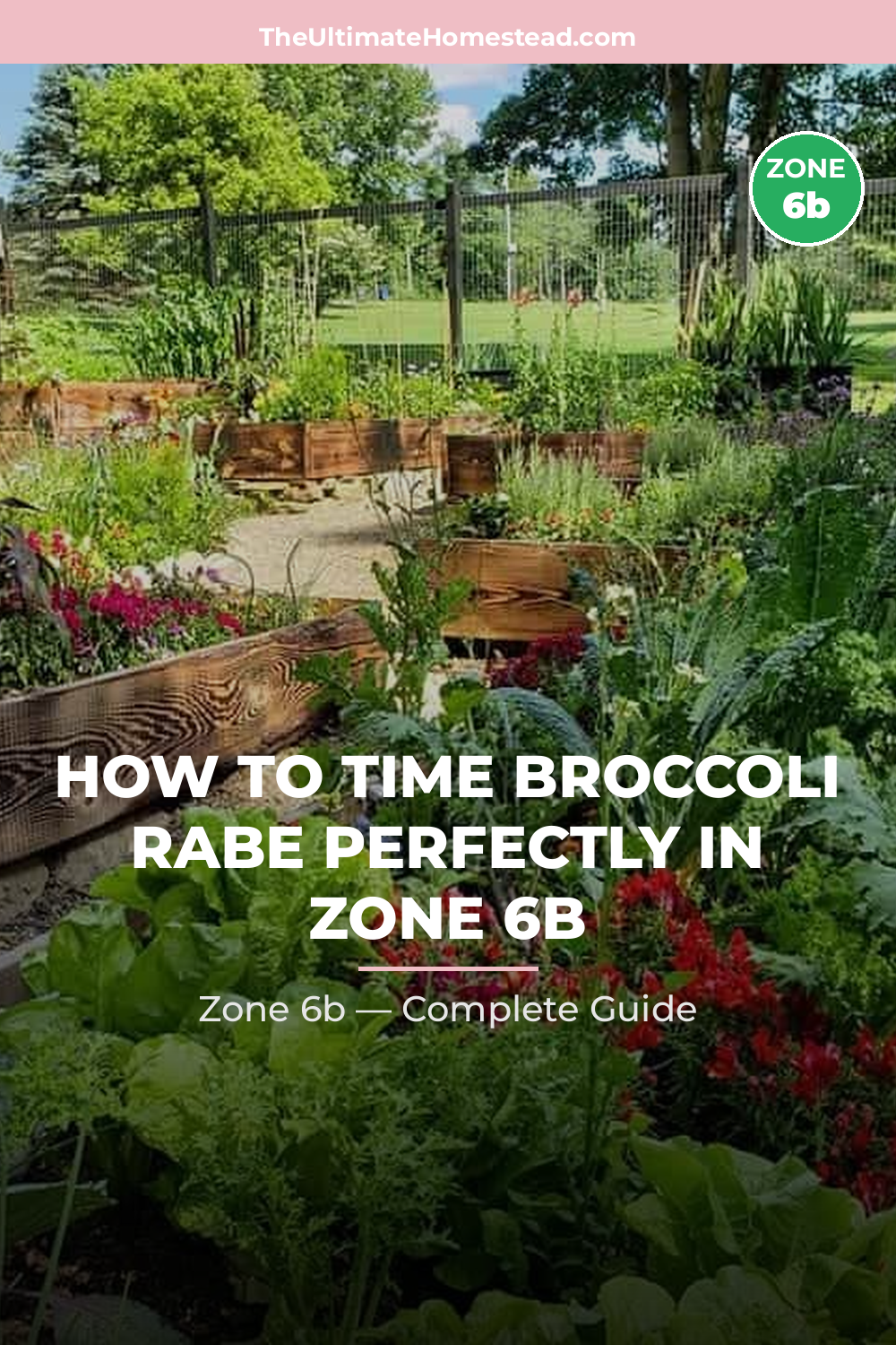 When to Plant Broccoli Rabe in Zone 6b