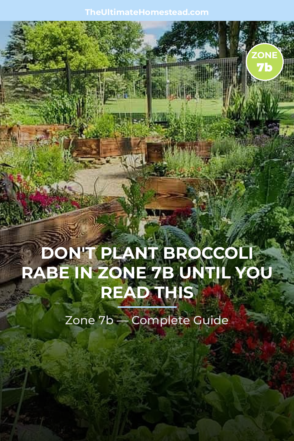 When to Plant Broccoli Rabe in Zone 7b