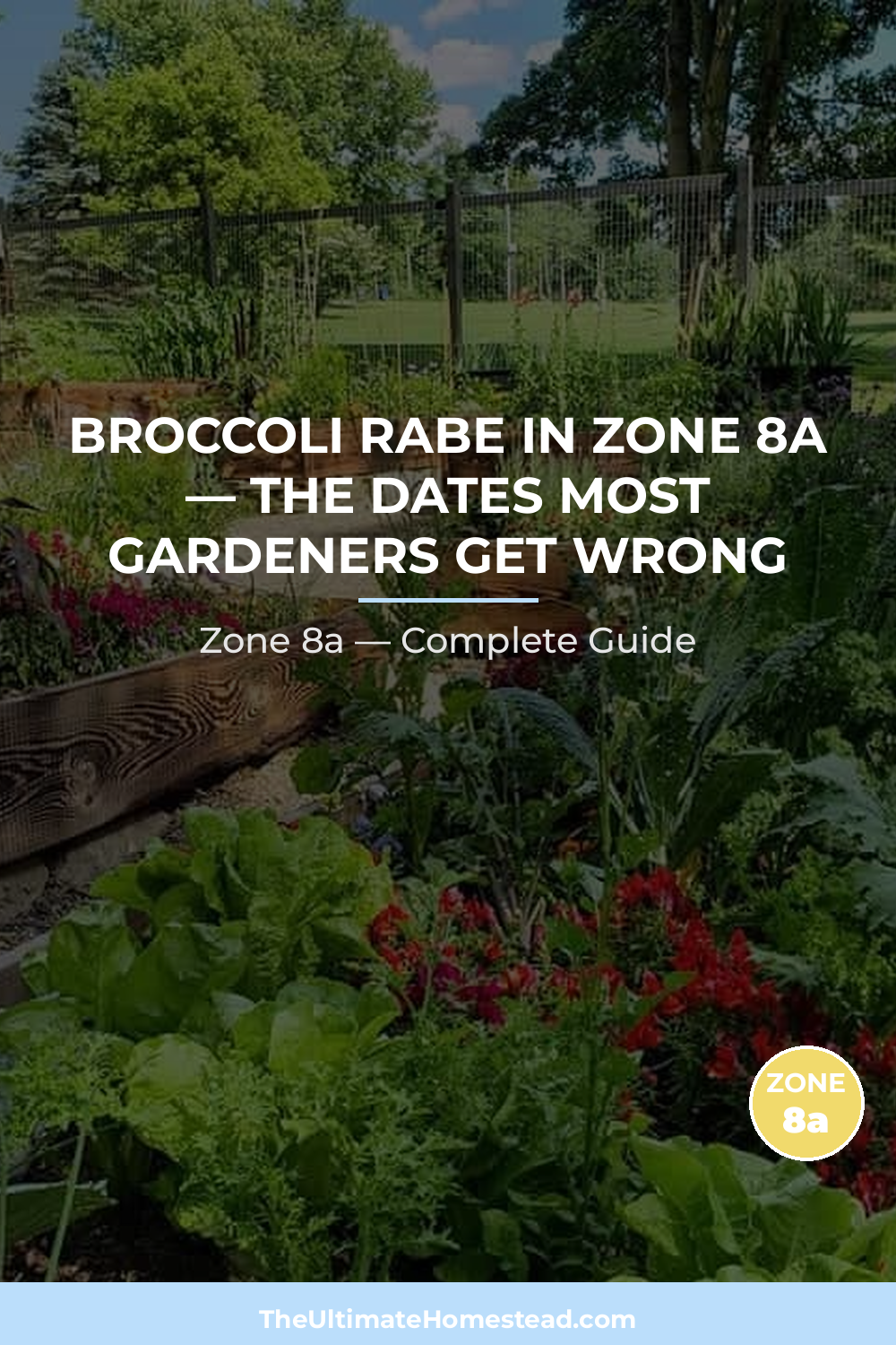 When to Plant Broccoli Rabe in Zone 8a