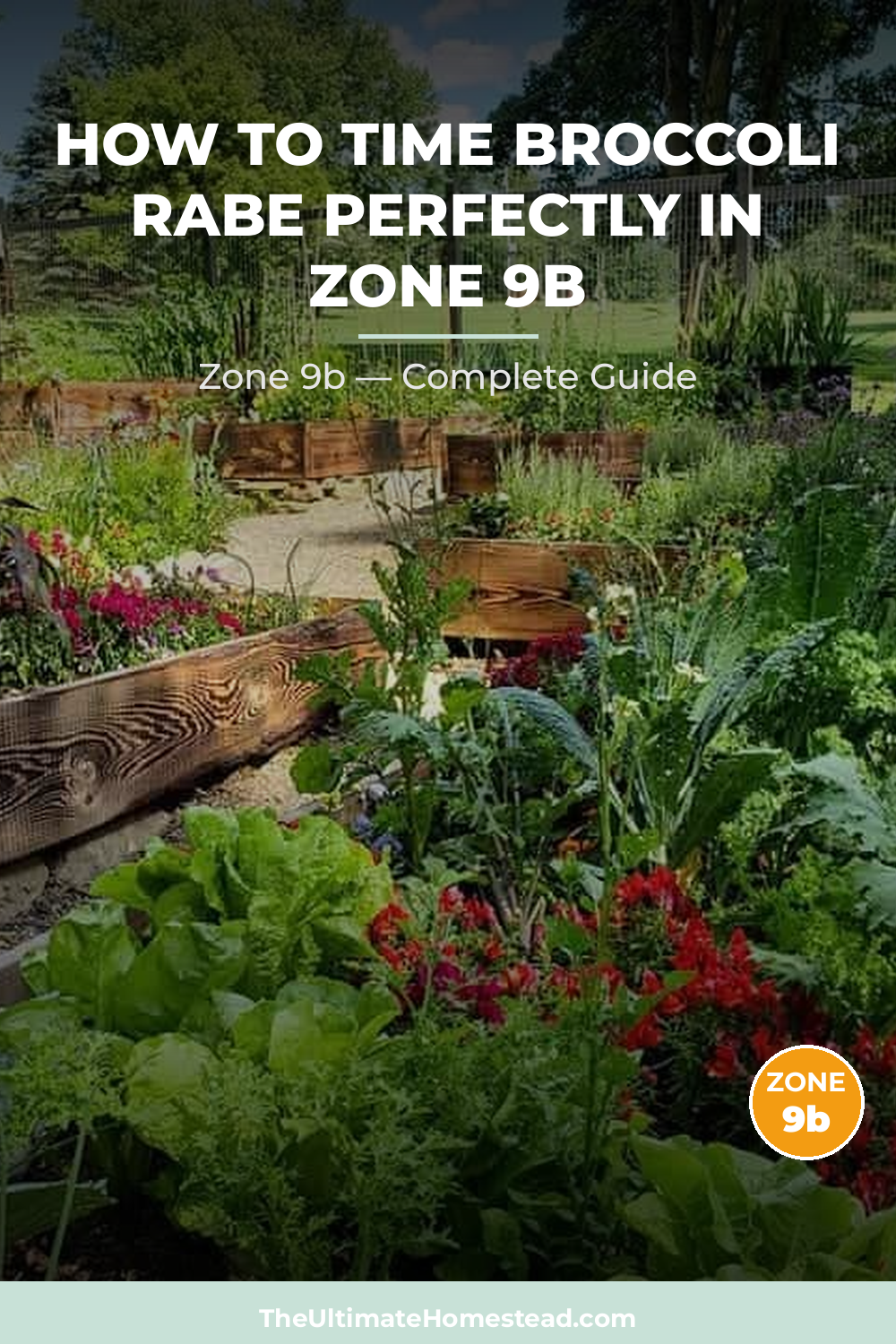 When to Plant Broccoli Rabe in Zone 9b