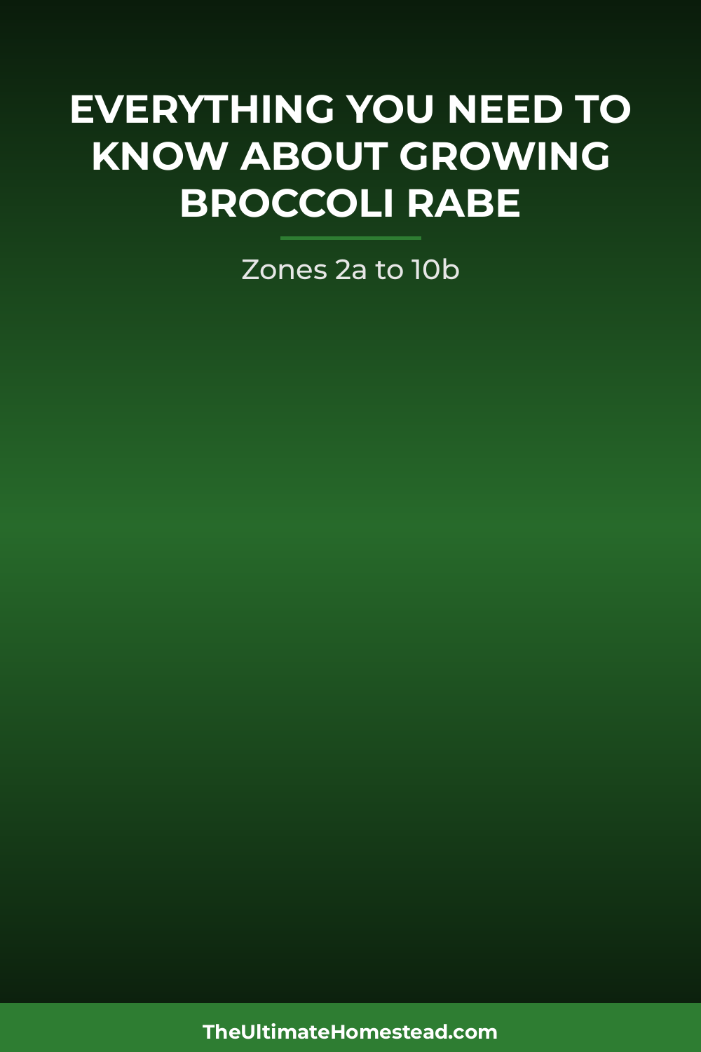 Broccoli Rabe Planting Guide