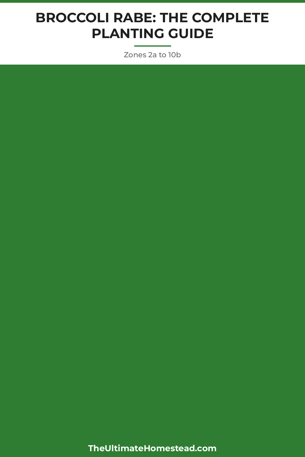 Broccoli Rabe Planting Guide