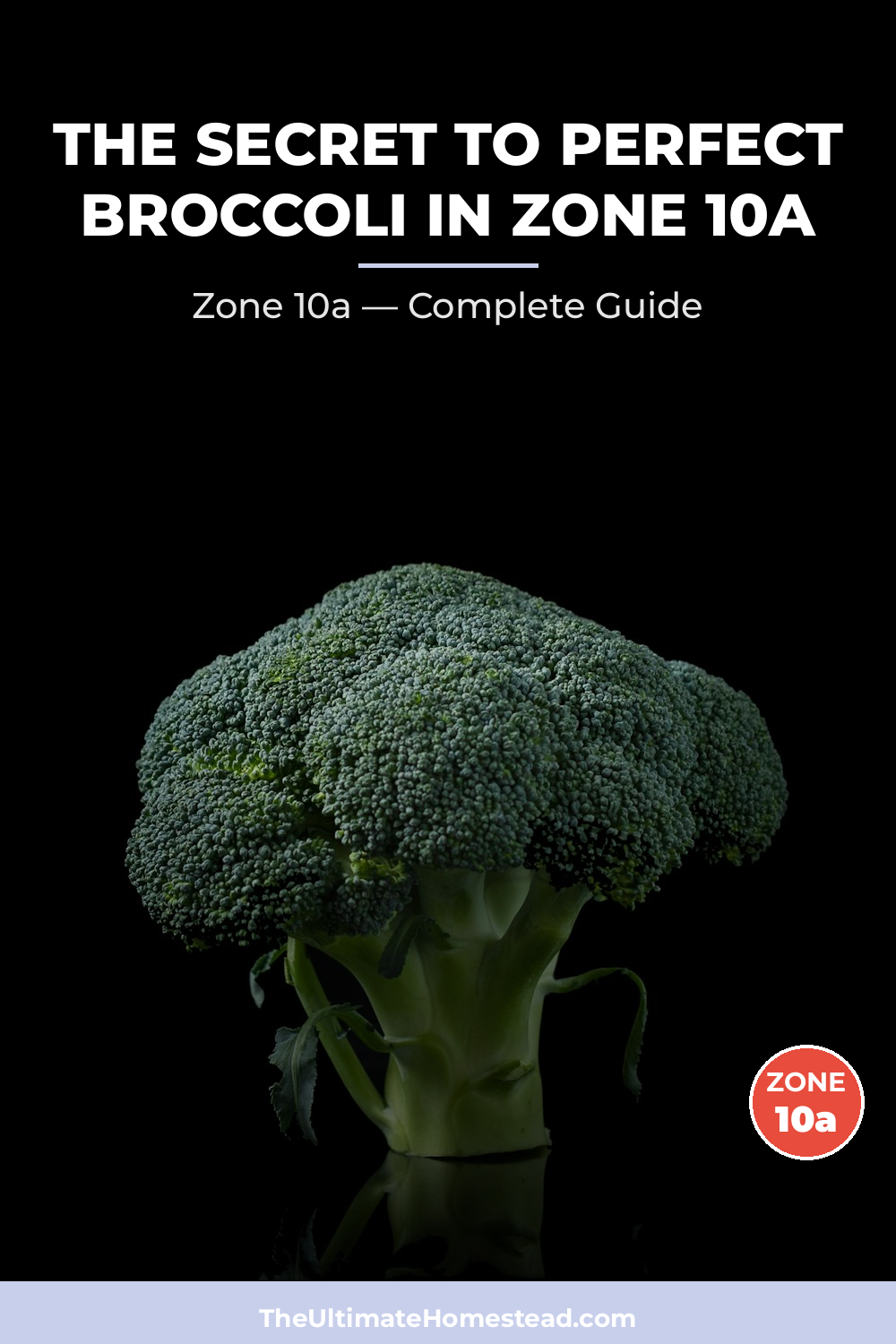 When to Plant Broccoli in Zone 10a