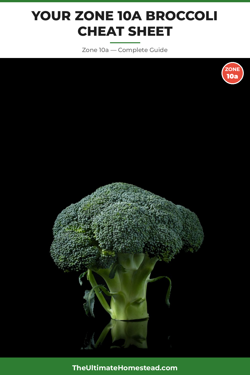 When to Plant Broccoli in Zone 10a