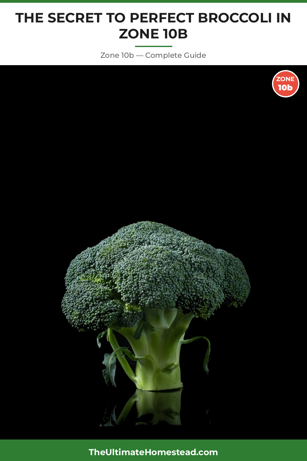 When to Plant Broccoli in Zone 10b