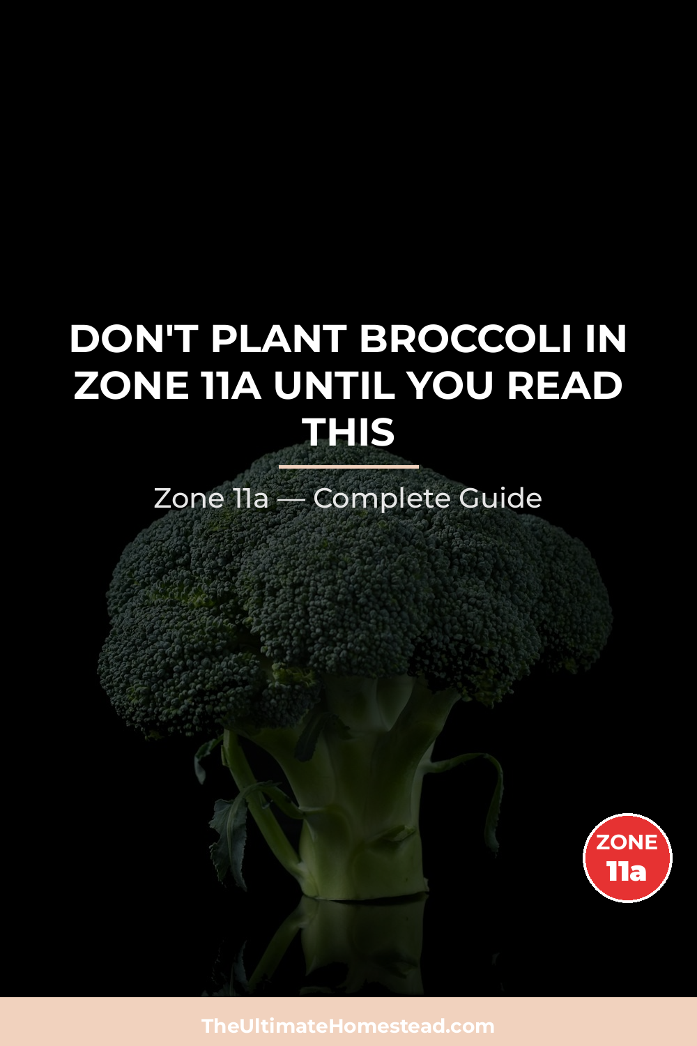When to Plant Broccoli in Zone 11a
