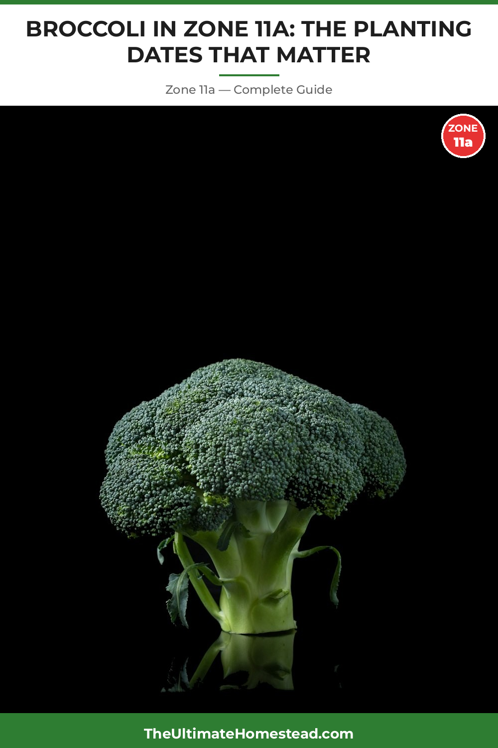 When to Plant Broccoli in Zone 11a