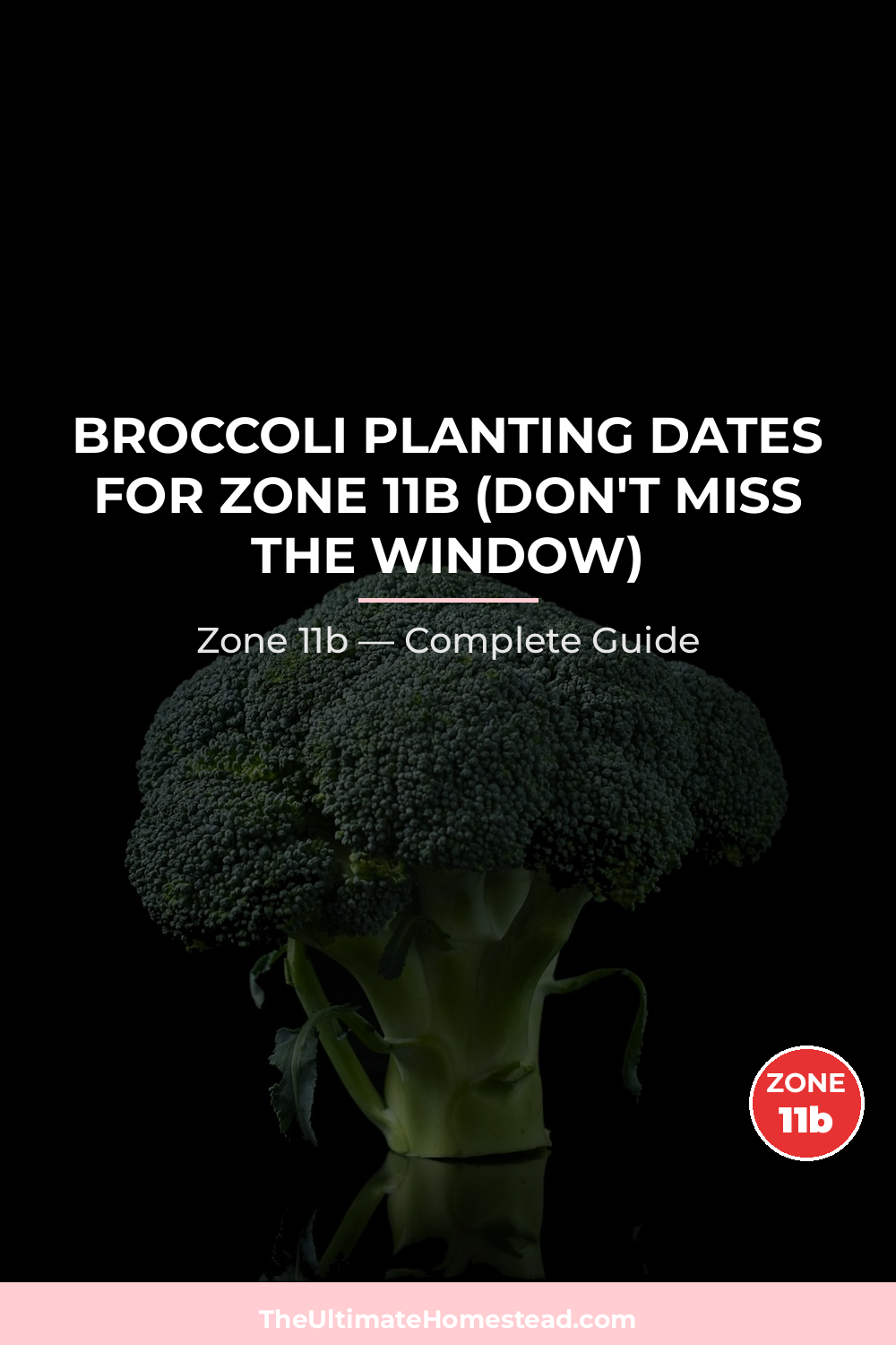 When to Plant Broccoli in Zone 11b