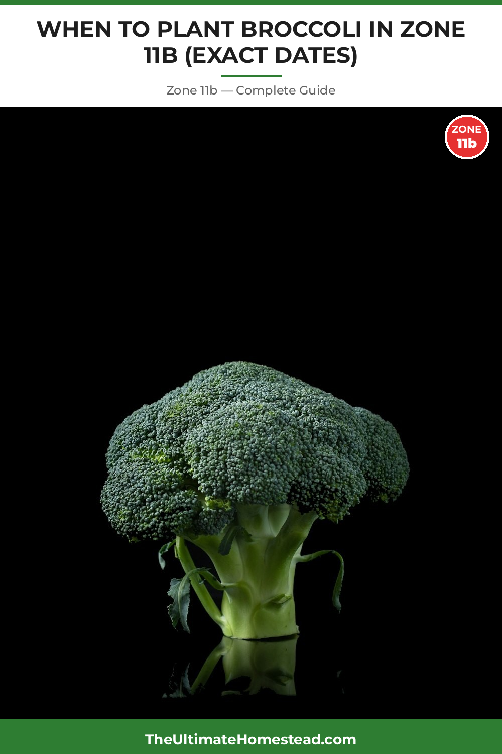 When to Plant Broccoli in Zone 11b