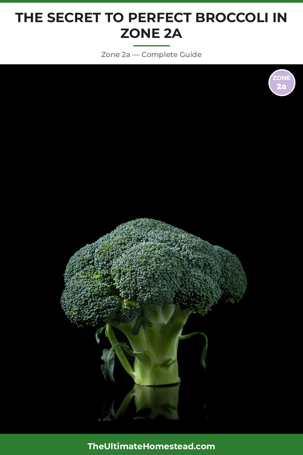 When to Plant Broccoli in Zone 2a