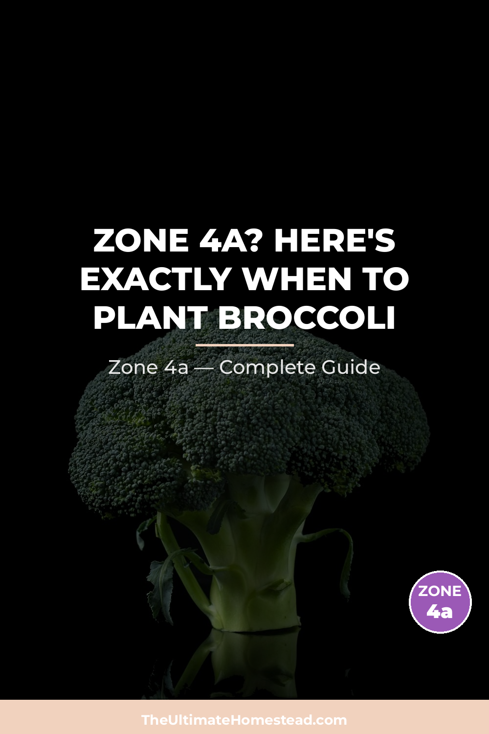 When to Plant Broccoli in Zone 4a