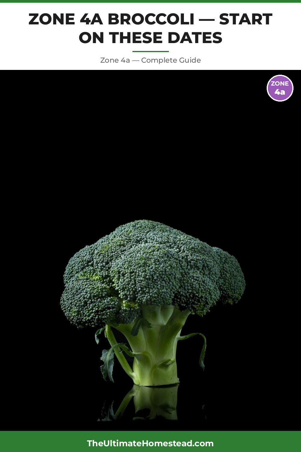 When to Plant Broccoli in Zone 4a