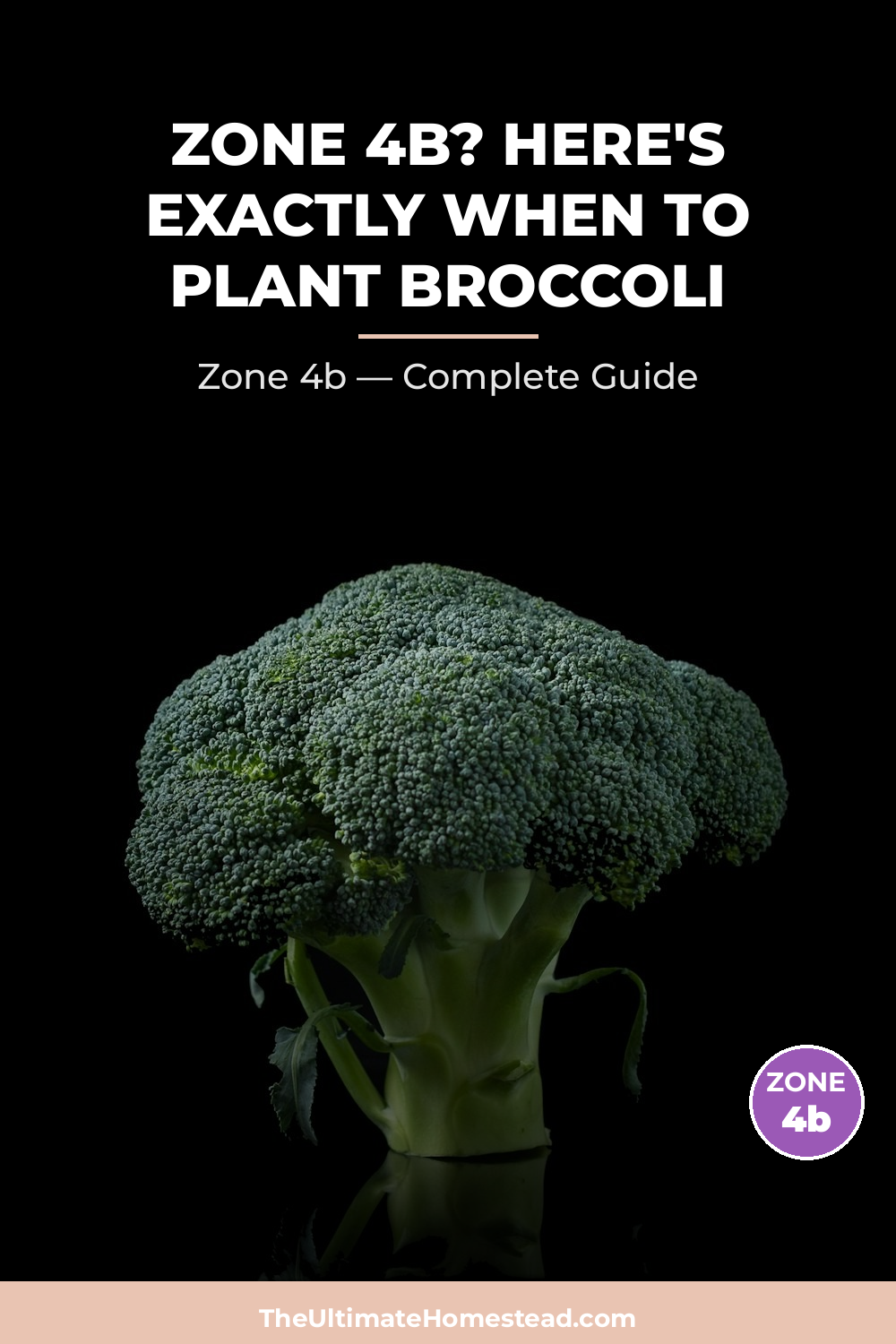 When to Plant Broccoli in Zone 4b