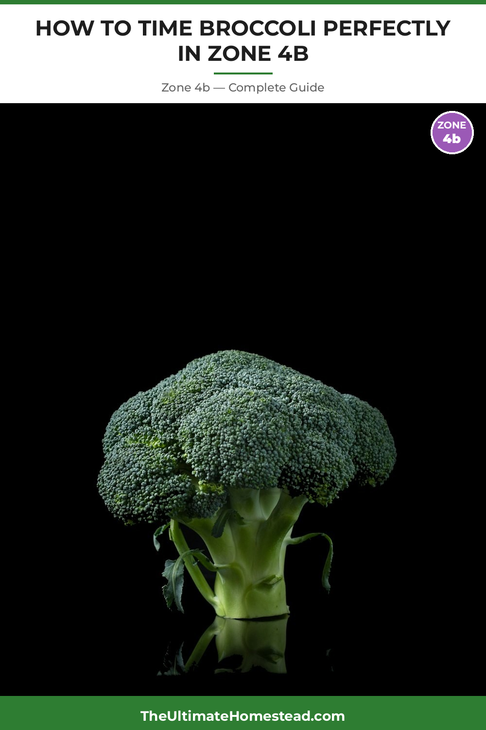 When to Plant Broccoli in Zone 4b