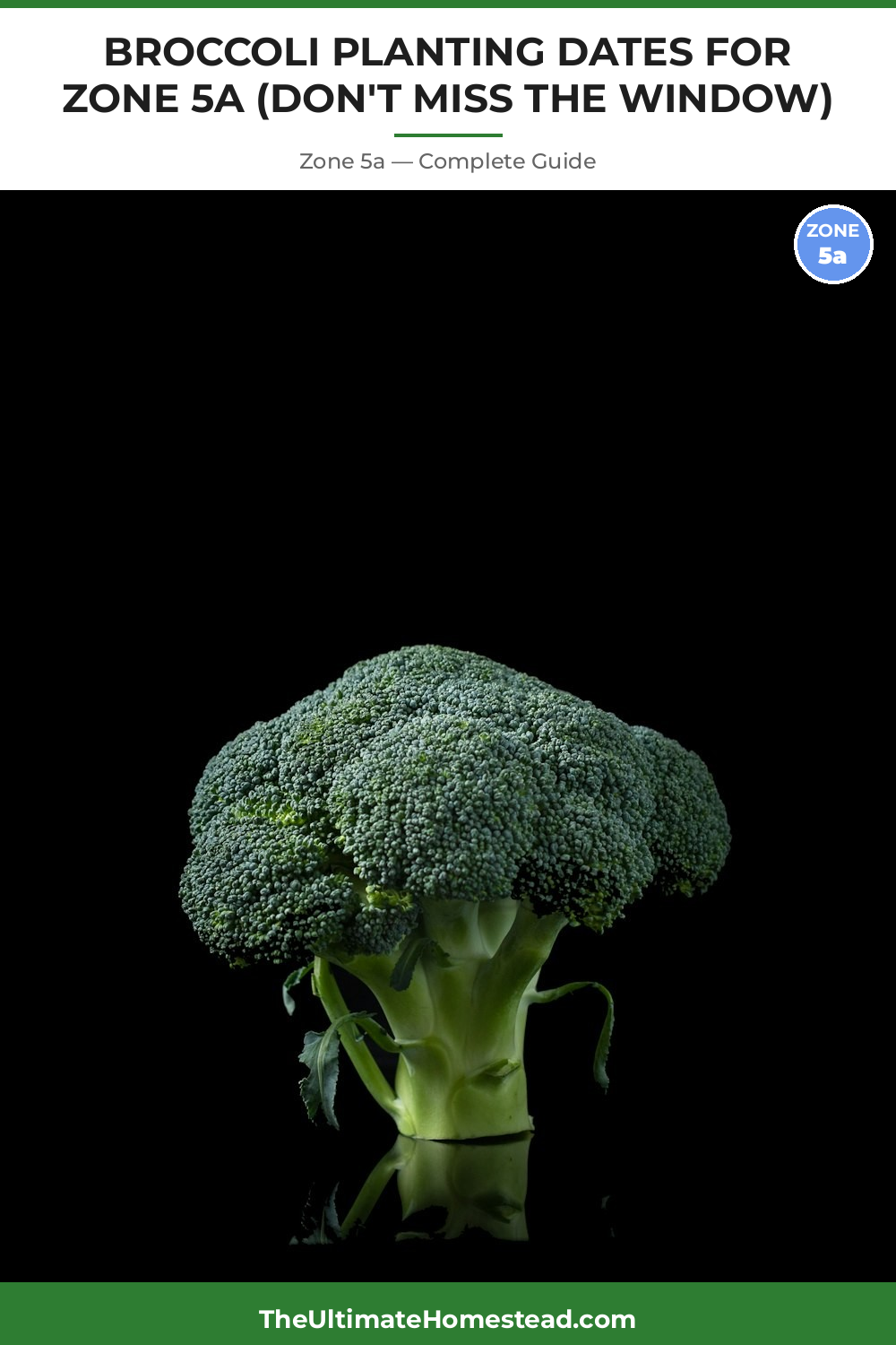 When to Plant Broccoli in Zone 5a