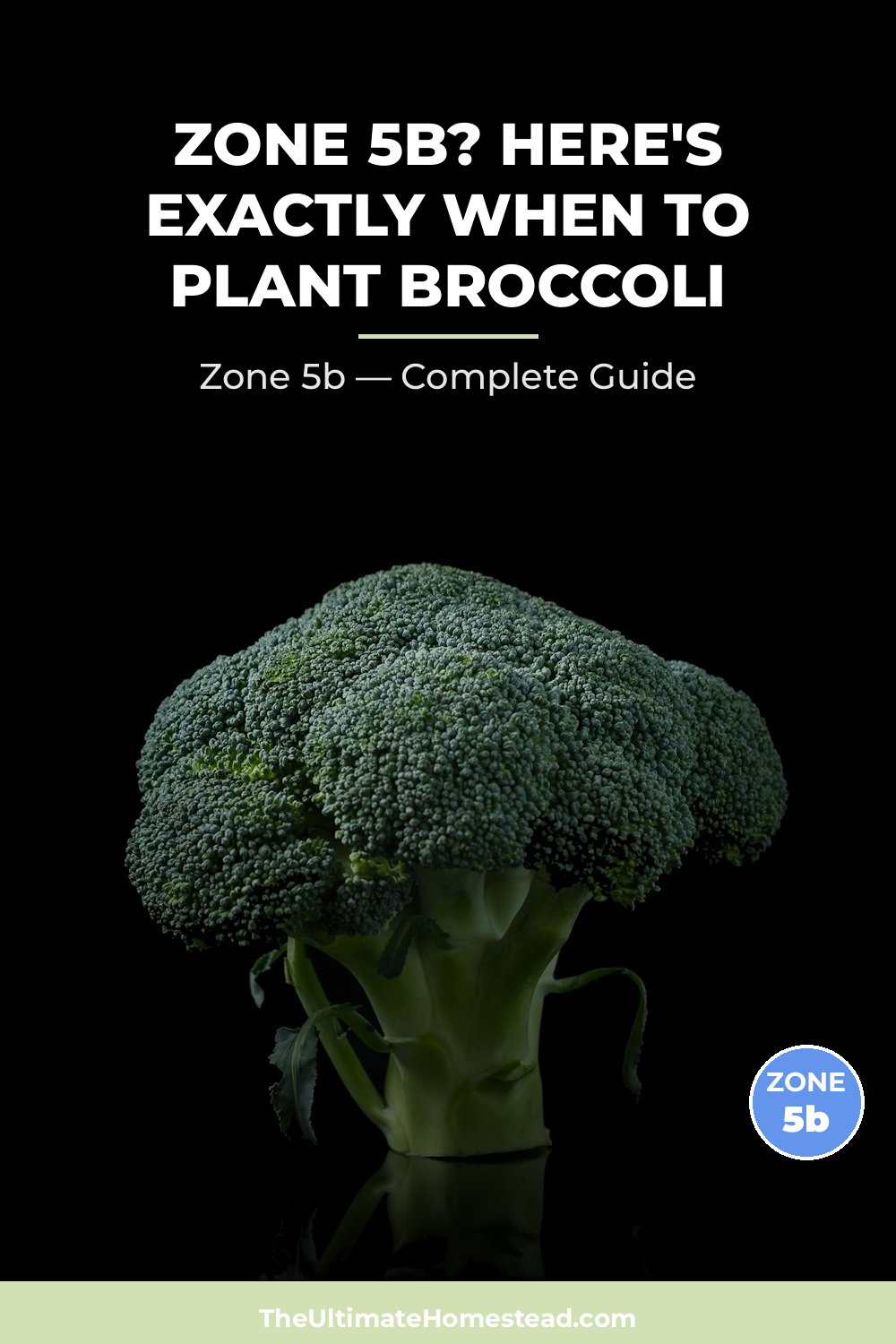 When to Plant Broccoli in Zone 5b