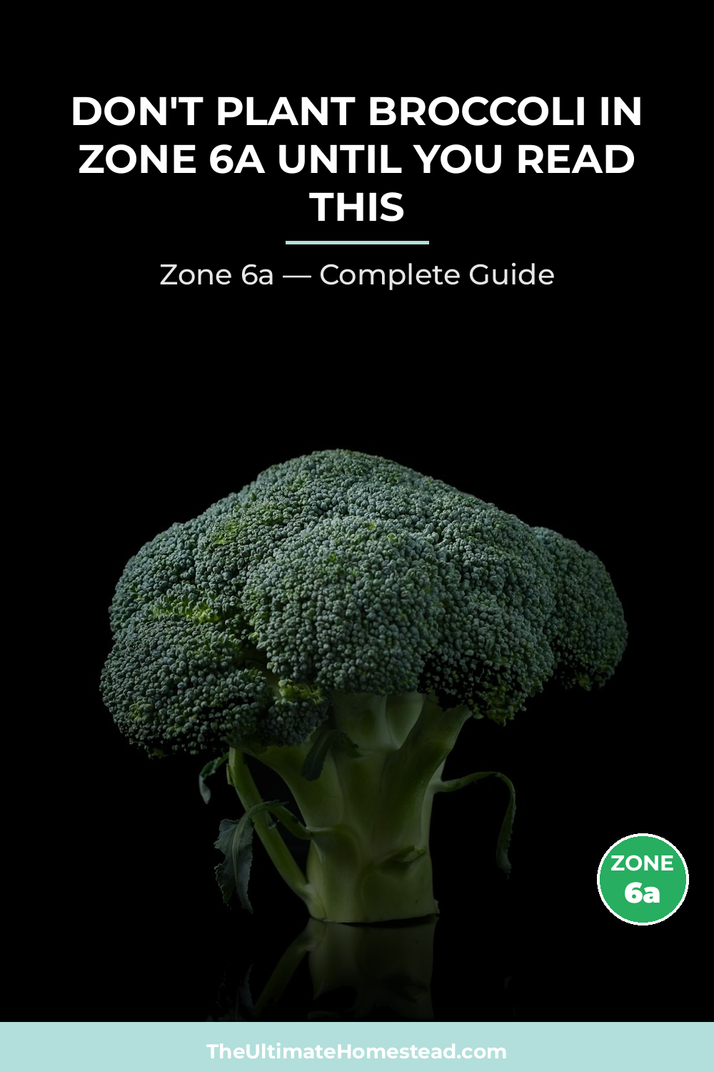 When to Plant Broccoli in Zone 6a