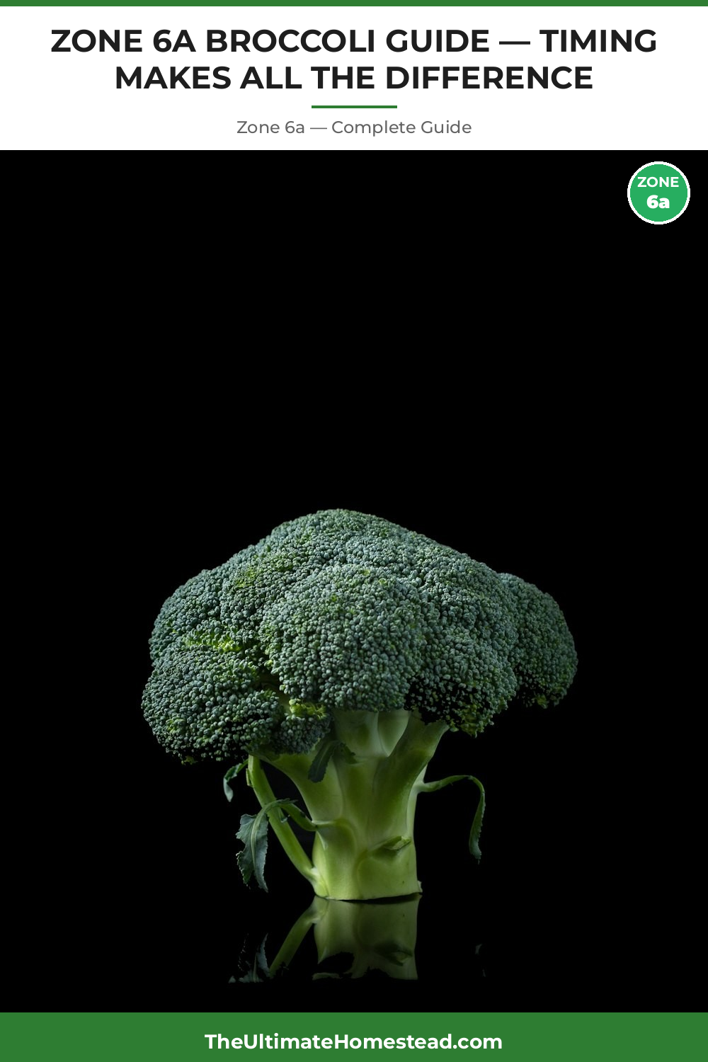 When to Plant Broccoli in Zone 6a