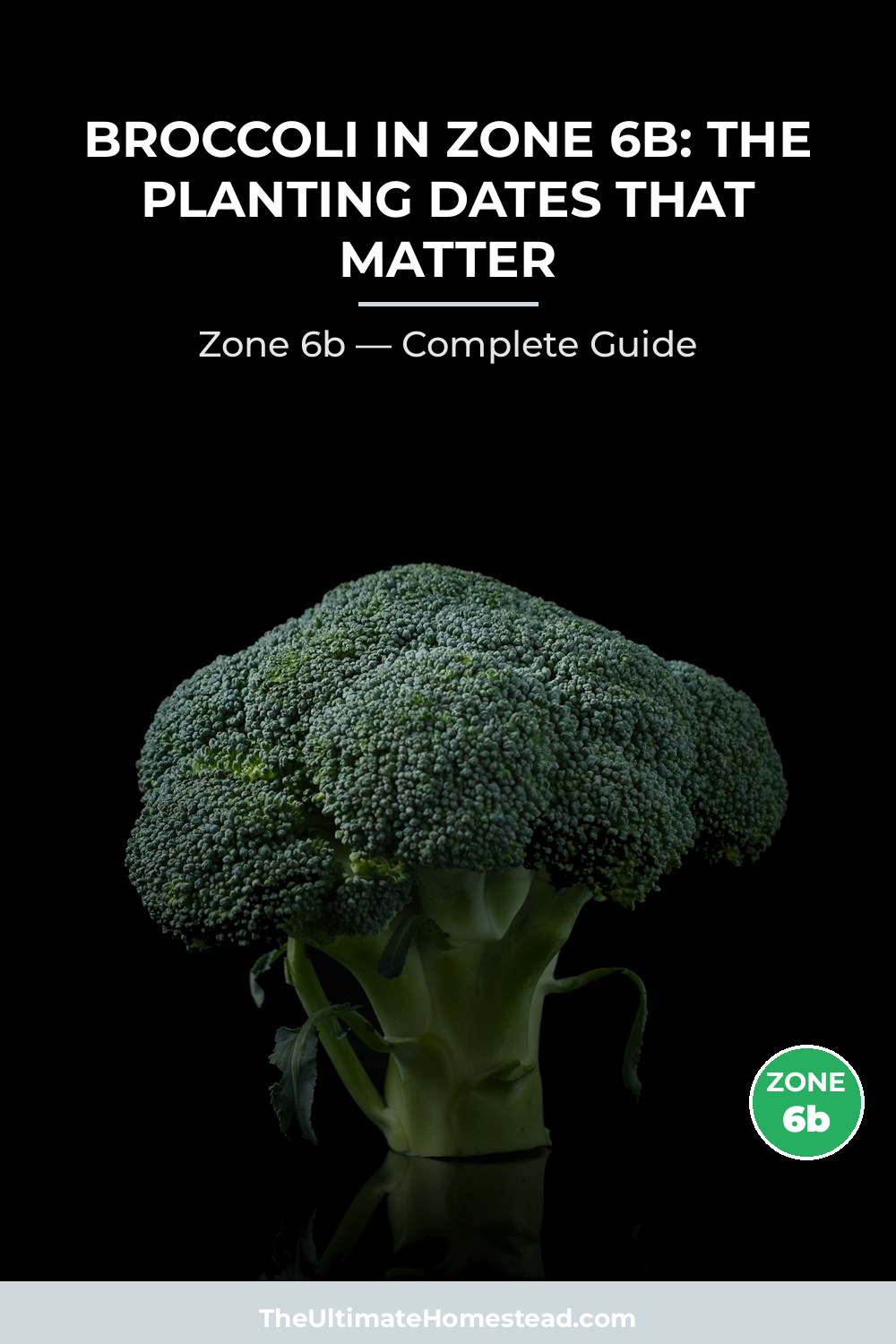 When to Plant Broccoli in Zone 6b
