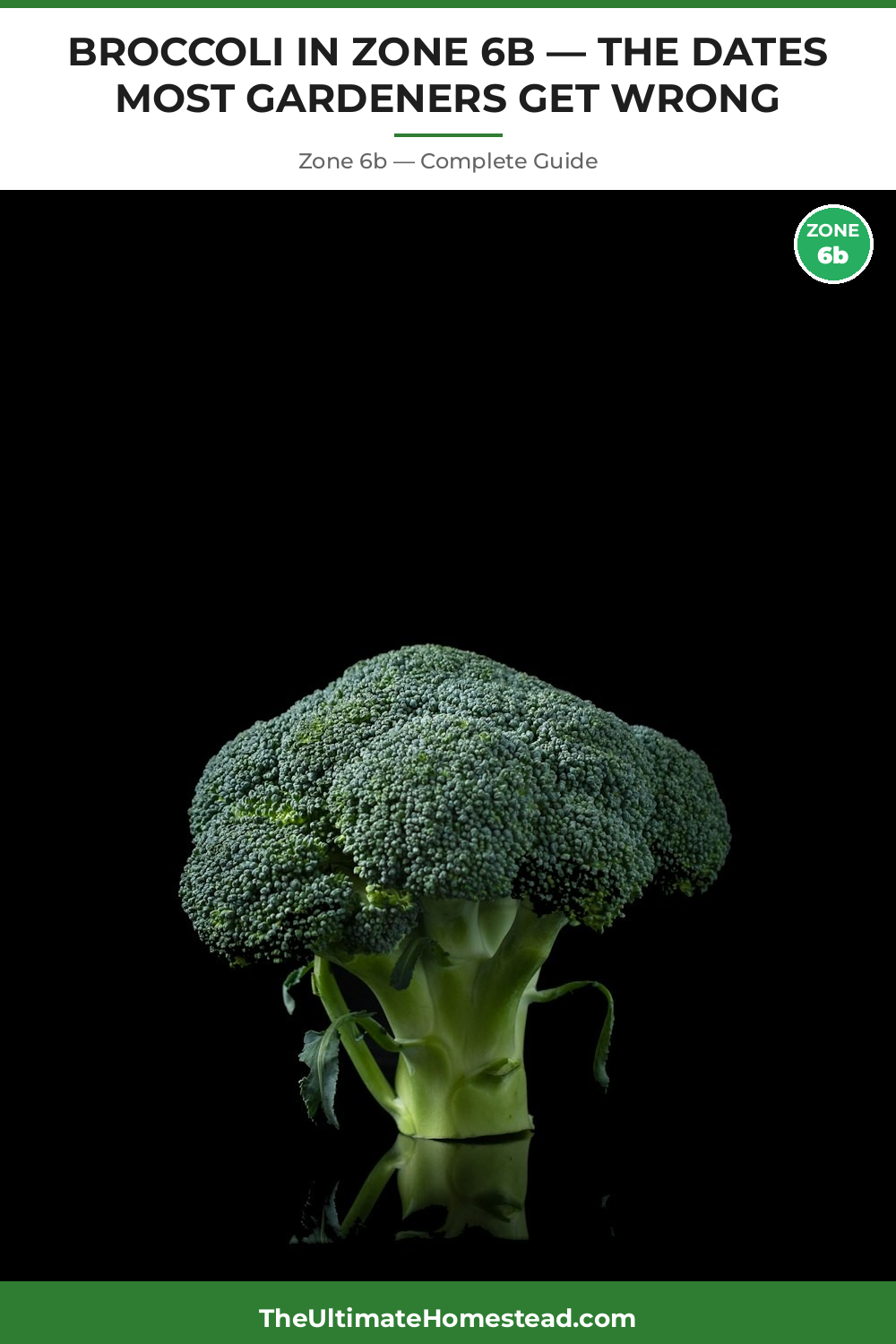 When to Plant Broccoli in Zone 6b