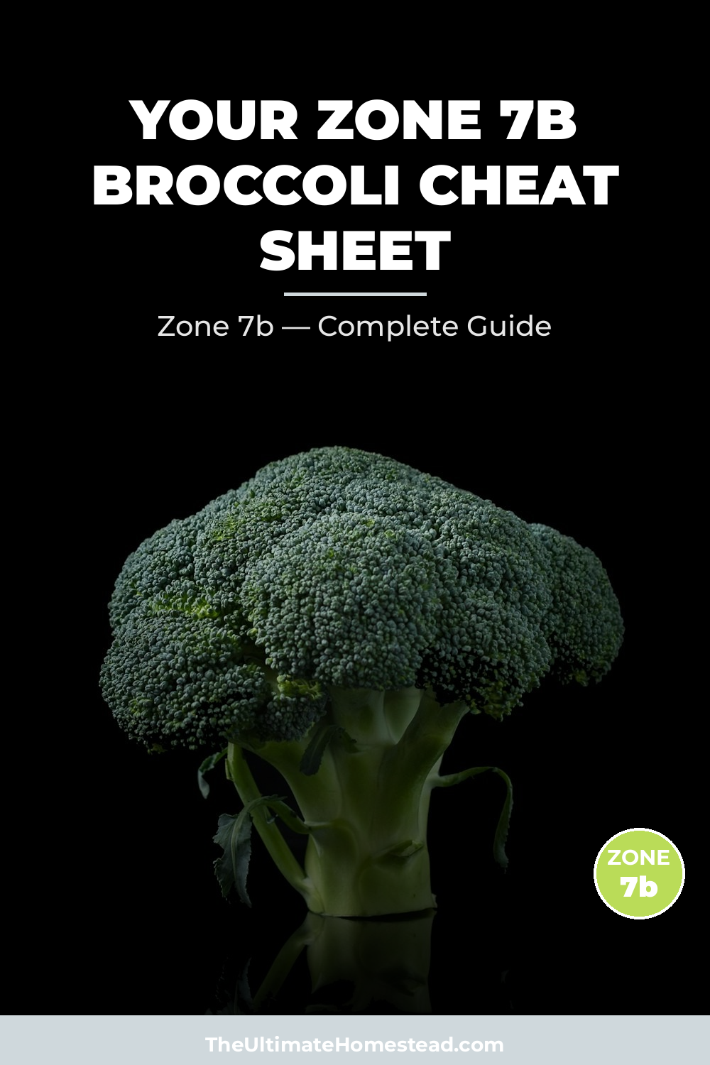 When to Plant Broccoli in Zone 7b